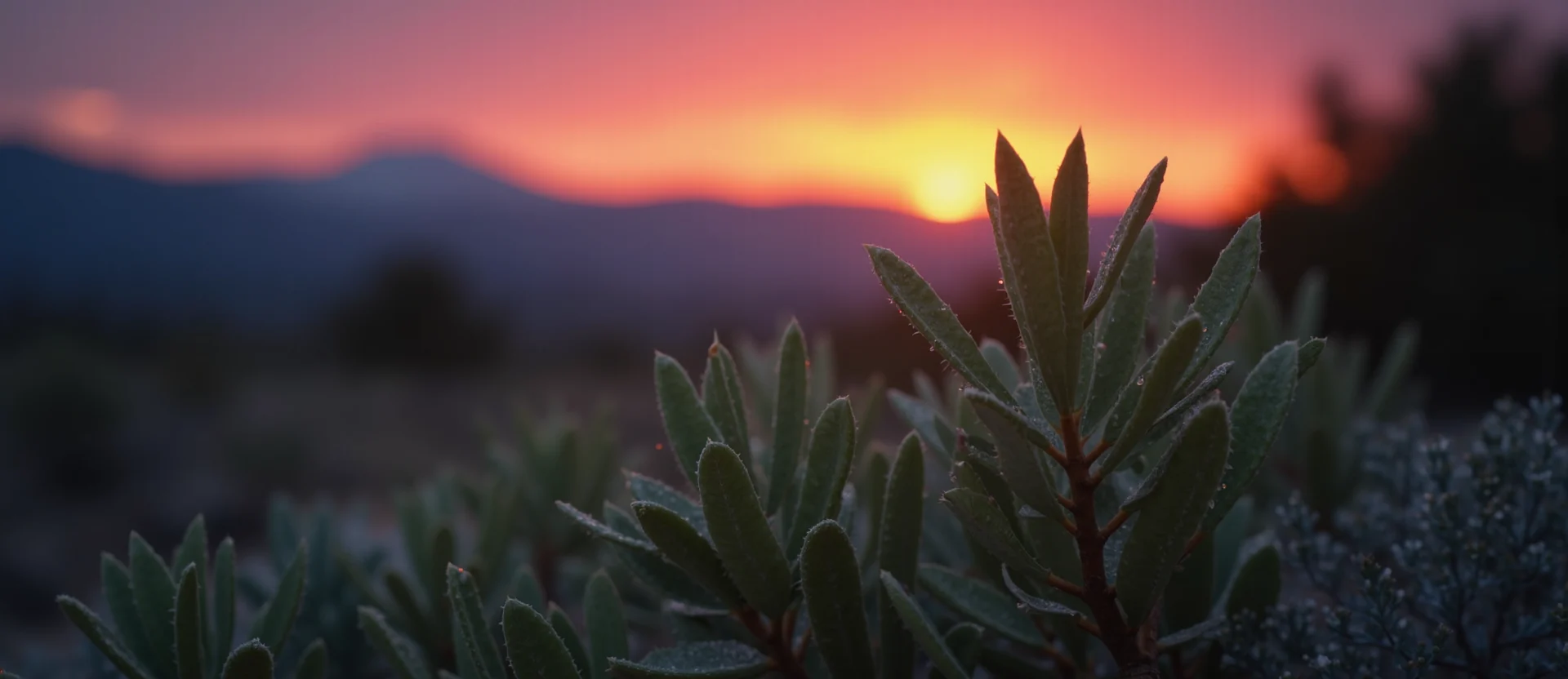 Symbolizing Flow/Cleansing: A local Desert Peach raindrops on desert leaves. - AI Generated