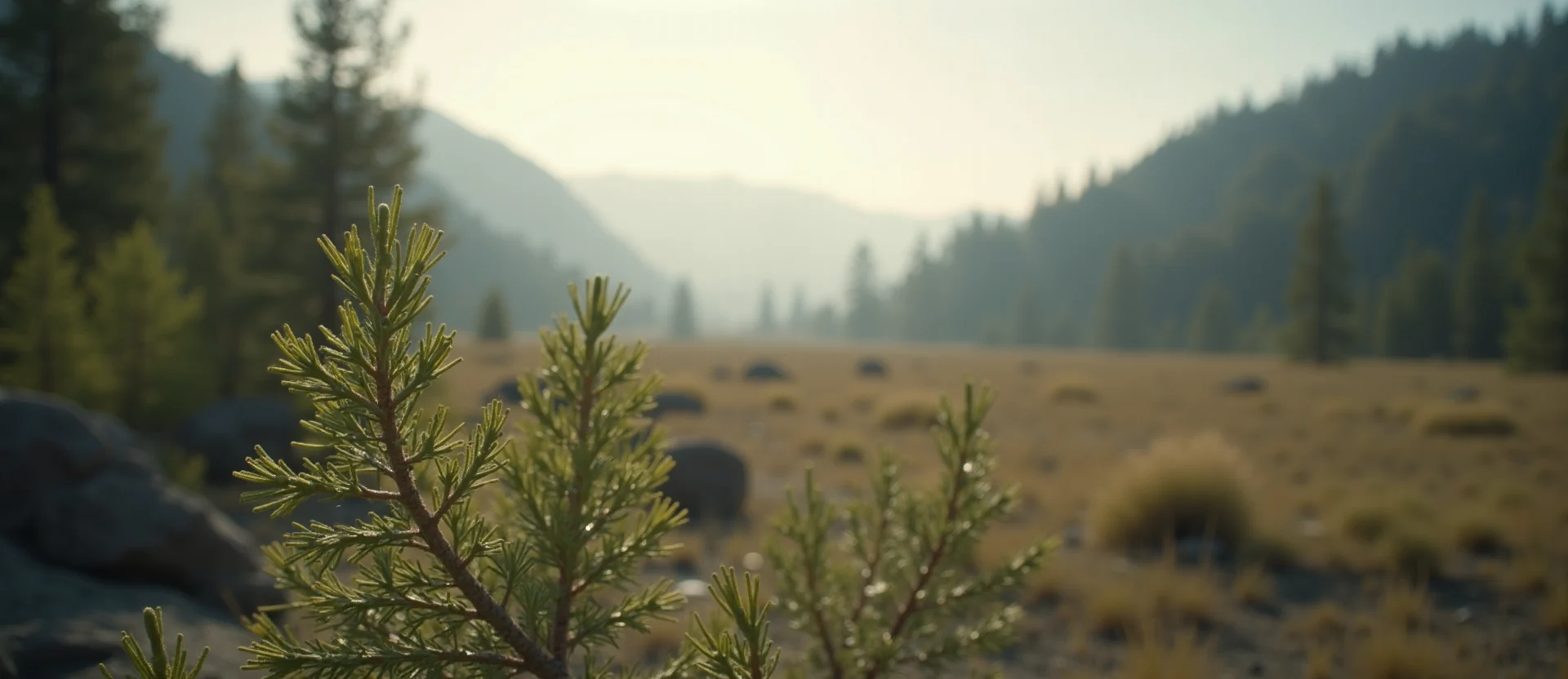 Symbolizing Stability/Peak: A local Quaking Aspen distant Sierra horizon. - AI Generated