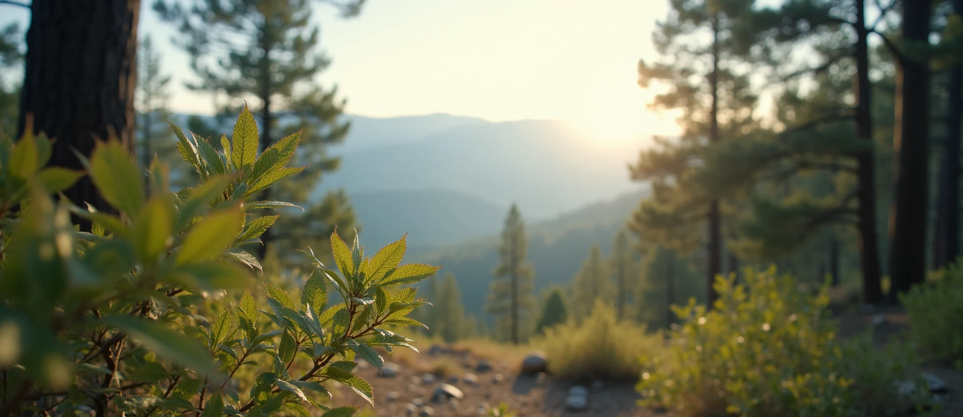 Symbolizing Stability/Peak: A local Sierra Juniper distant Sierra horizon. - AI Generated