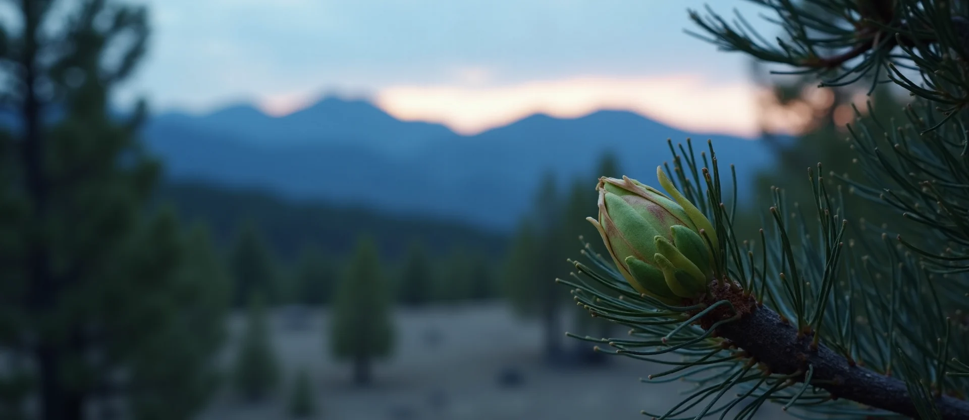 Symbolizing Seed/New Beginning: A local Ponderosa Pine new green bud on a branch. - AI Generated