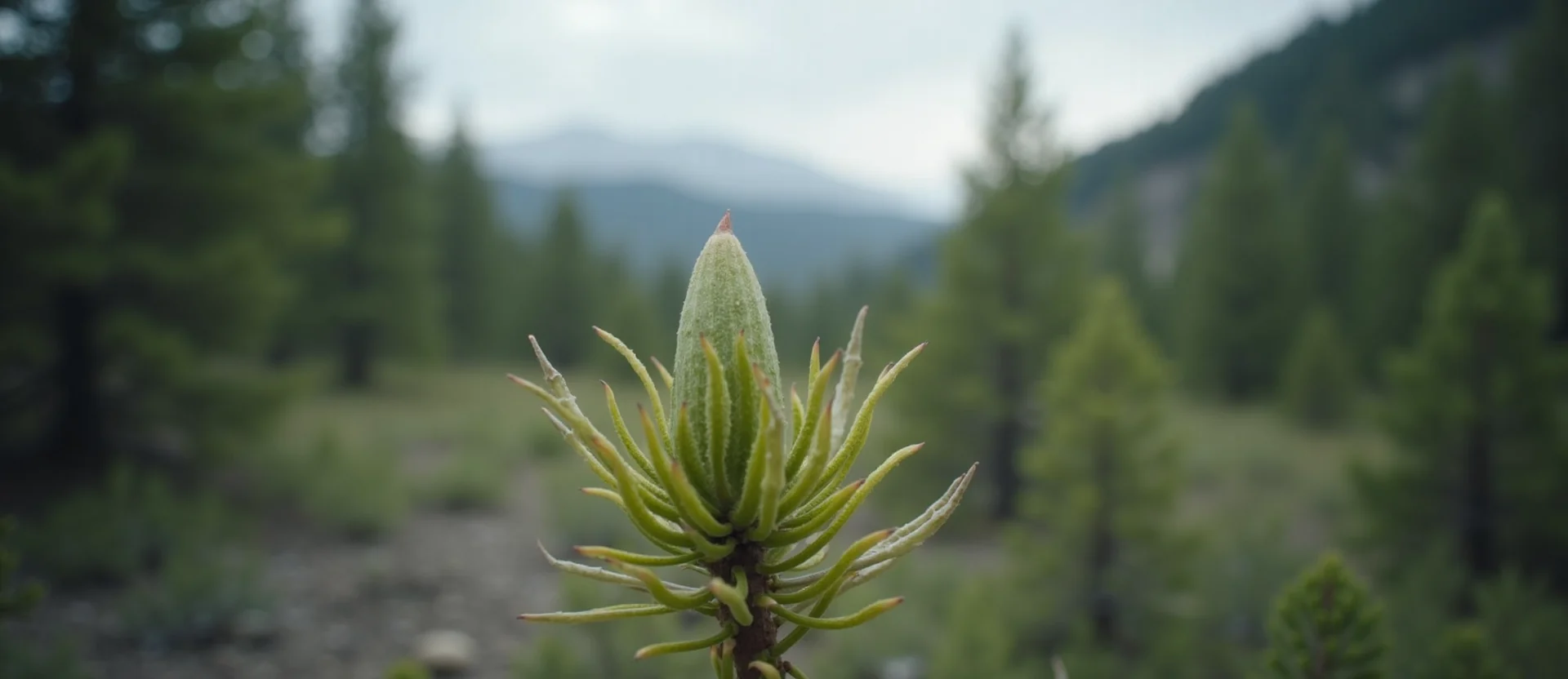 Symbolizing Seed/New Beginning: A local Ponderosa Pine new green bud on a branch. - AI Generated