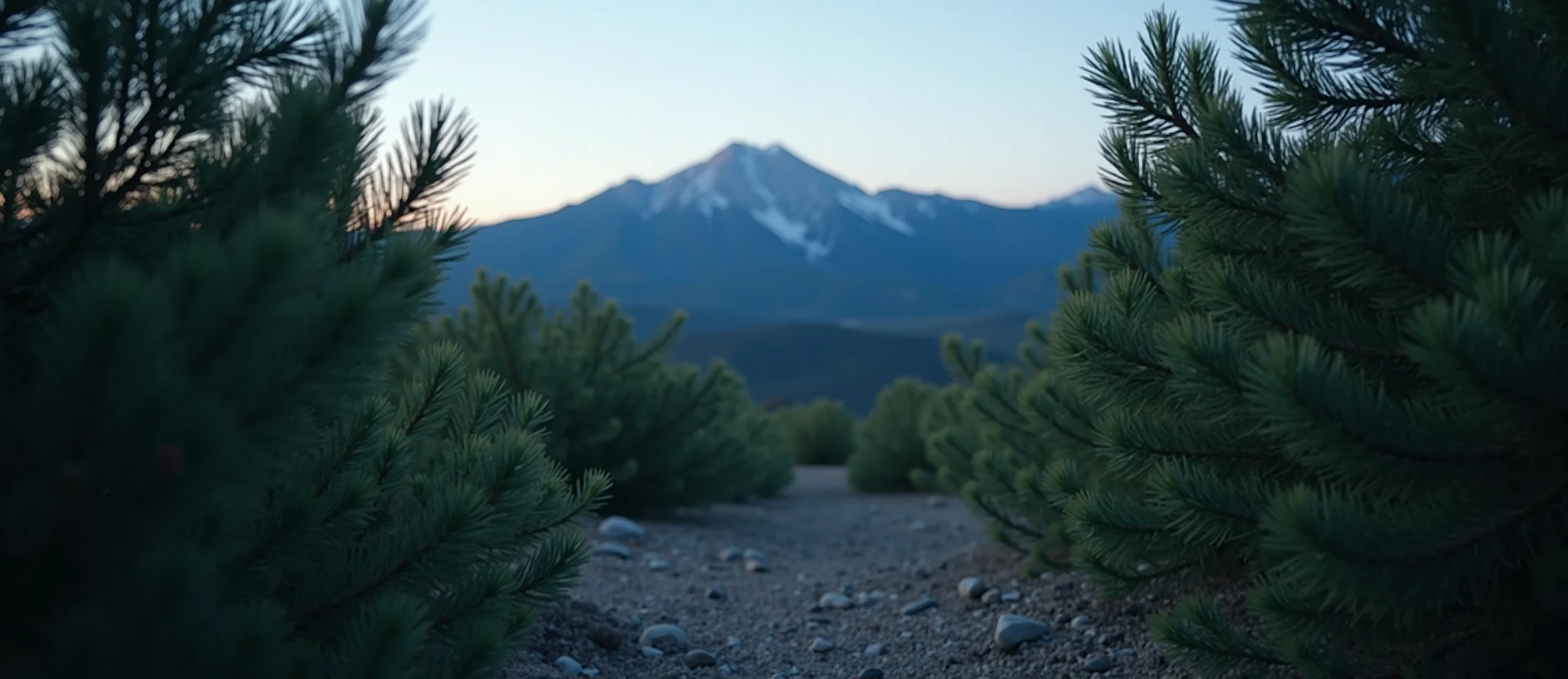 Symbolizing Stability/Peak: A local Sierra Juniper distant Sierra horizon. - AI Generated