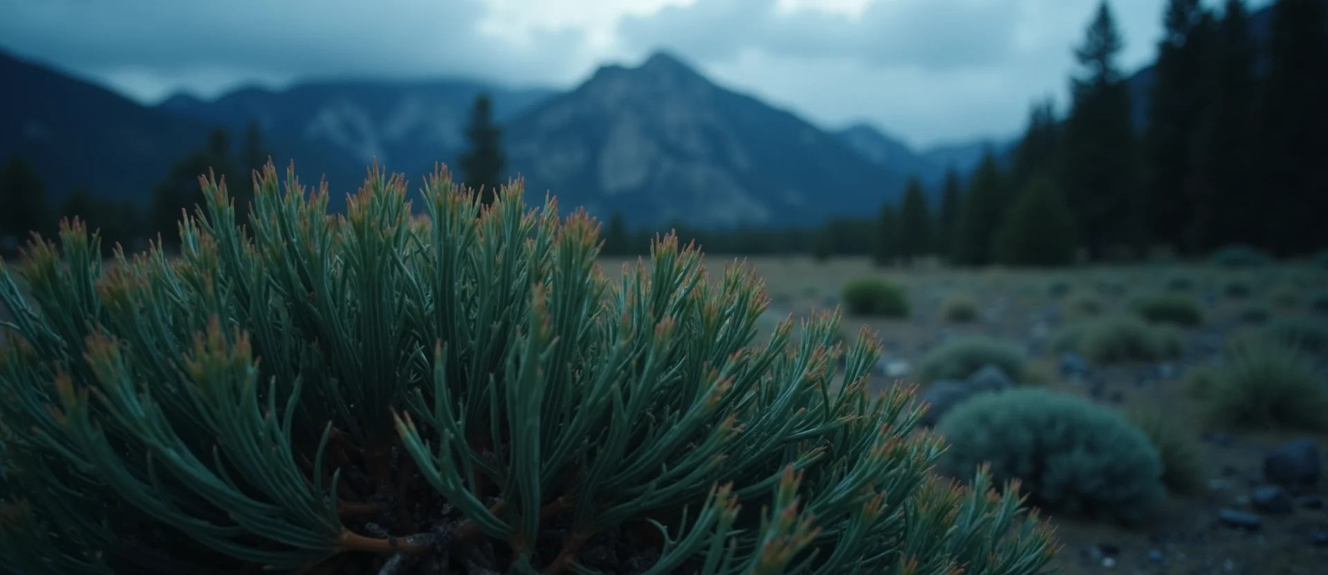 Symbolizing Flow/Cleansing: A local Indian Paintbrush raindrops on desert leaves. - AI Generated
