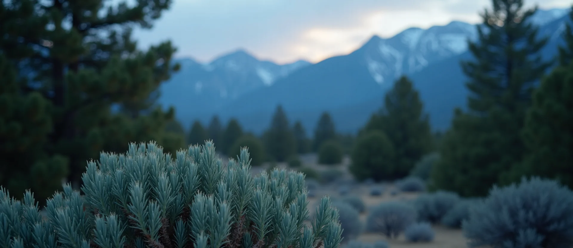 Symbolizing Flow/Cleansing: A local Ponderosa Pine raindrops on desert leaves. - AI Generated