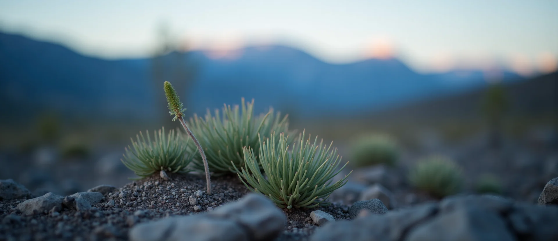 Symbolizing Seed/New Beginning: A local Bitterbrush sprouting sagebrush seedling. - AI Generated