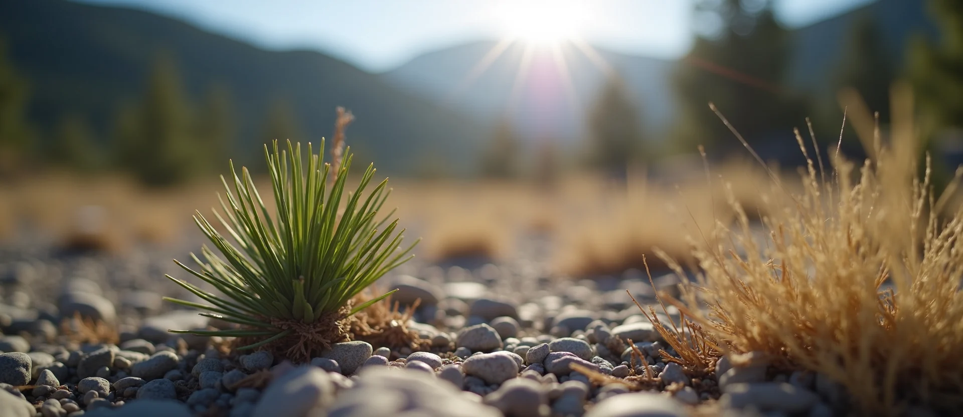 Symbolizing Identity/Local: A local Manzanita Washoe Valley floor. - AI Generated