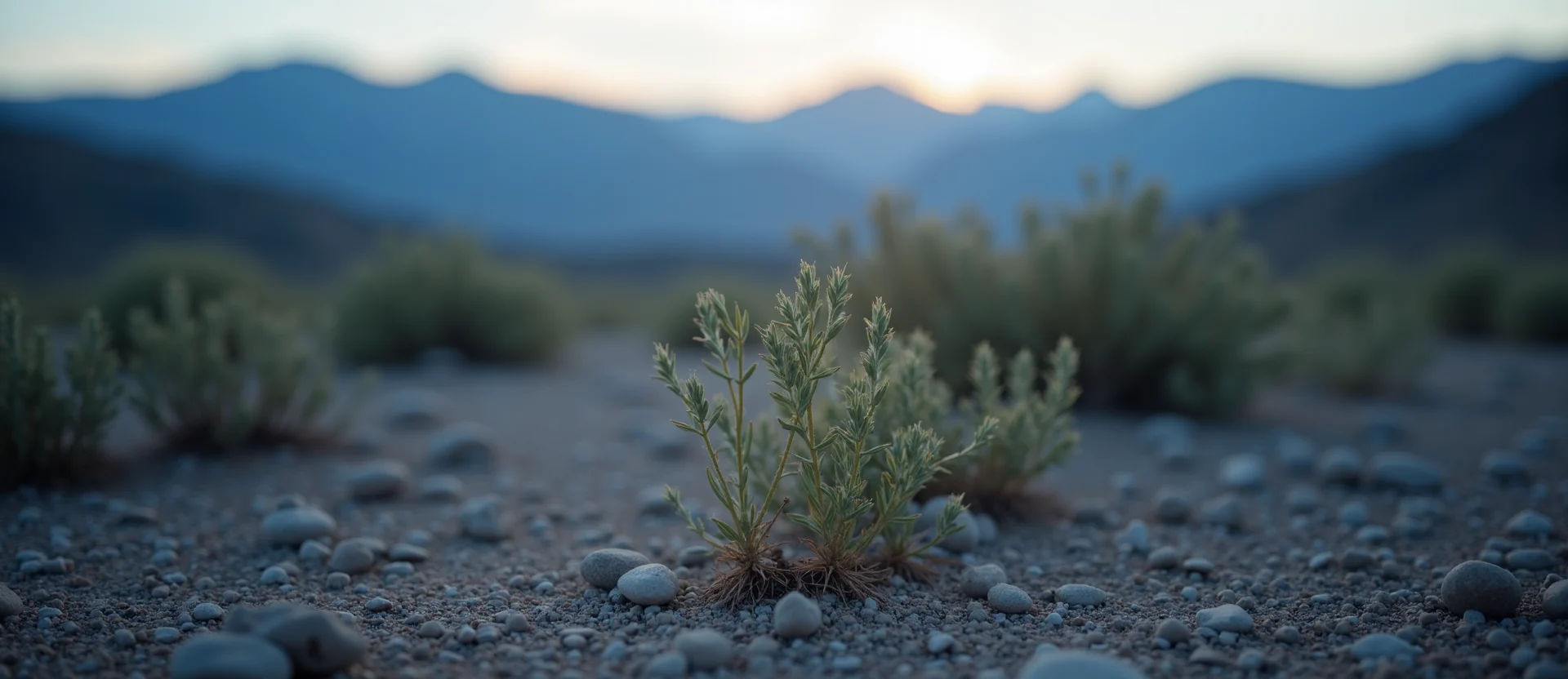 Symbolizing Seed/New Beginning: A local Mountain Mahogany sprouting sagebrush seedling. - AI Generated