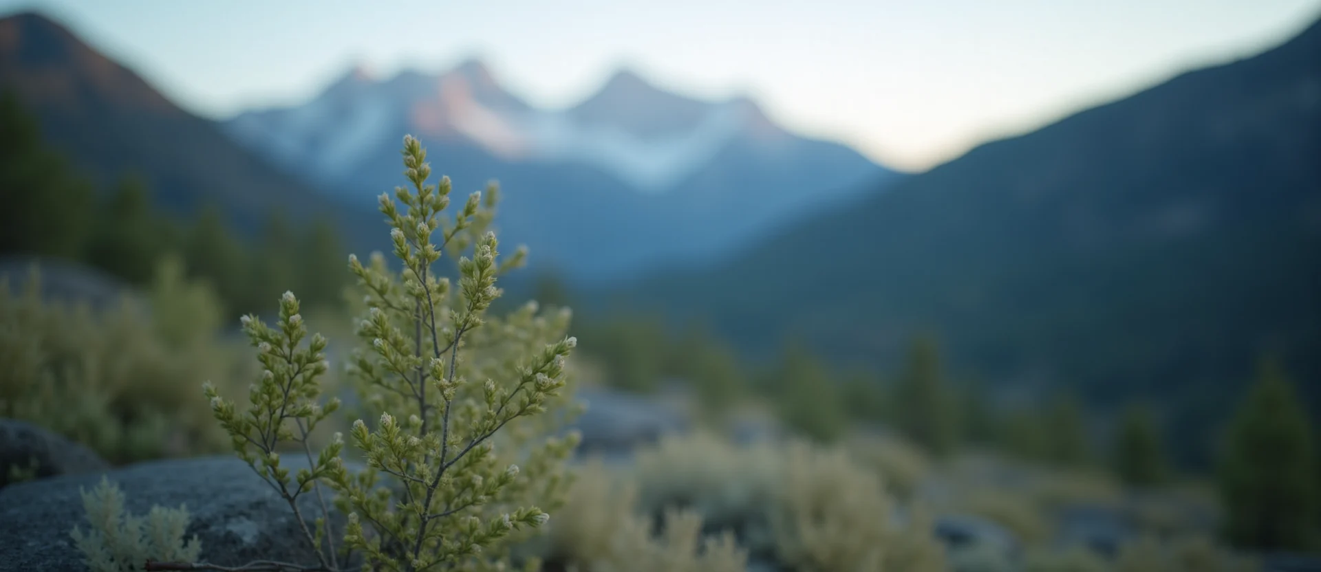 Symbolizing Identity/Local: A local Desert Peach Mt. Rose foothills. - AI Generated
