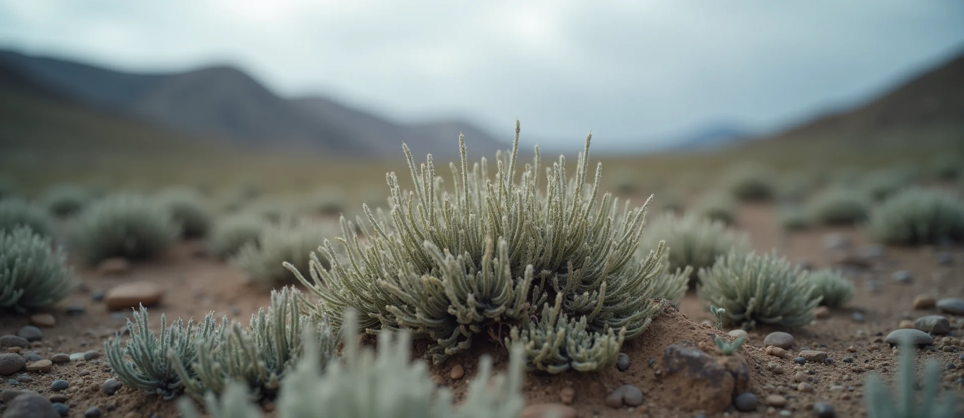 Symbolizing Identity/Local: A local Desert Peach High Desert vista. - AI Generated