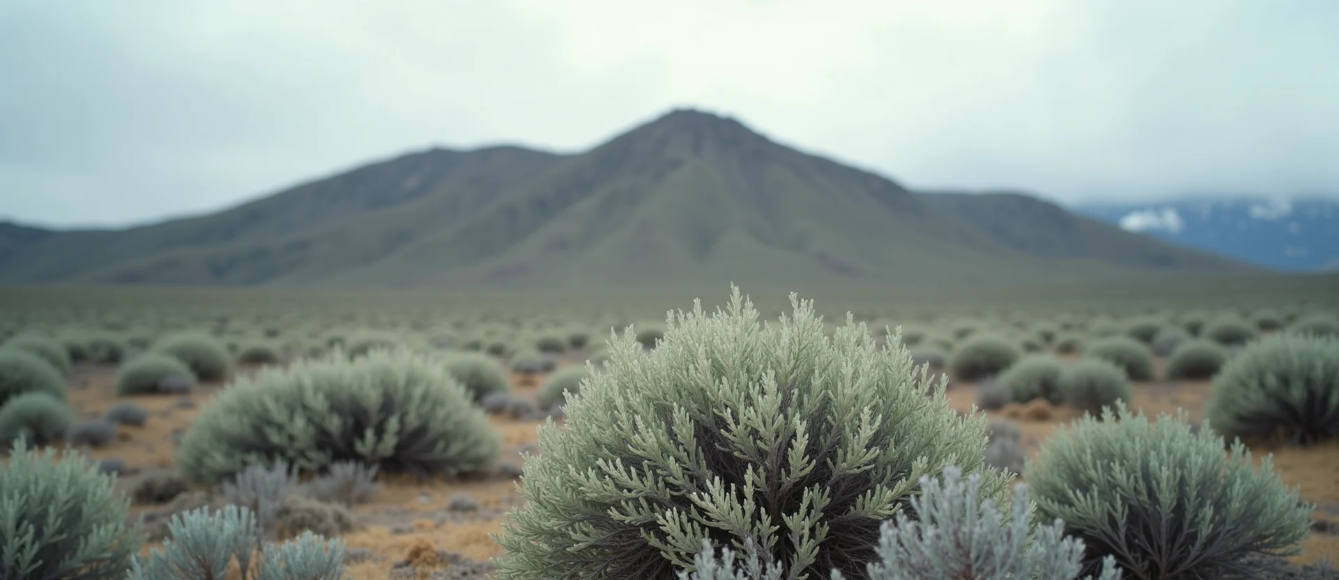 Symbolizing Stability/Peak: A local Sierra Juniper solid mountain ridge. - AI Generated