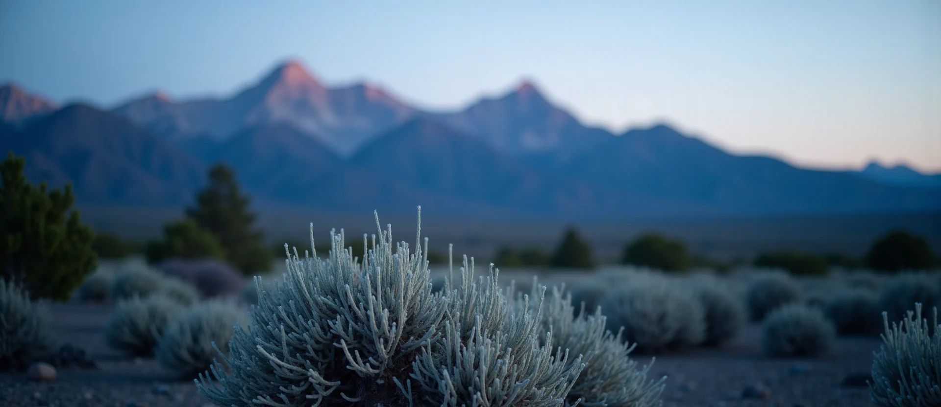 Symbolizing Identity/Local: A local Sierra Juniper Sierra Nevada skyline. - AI Generated