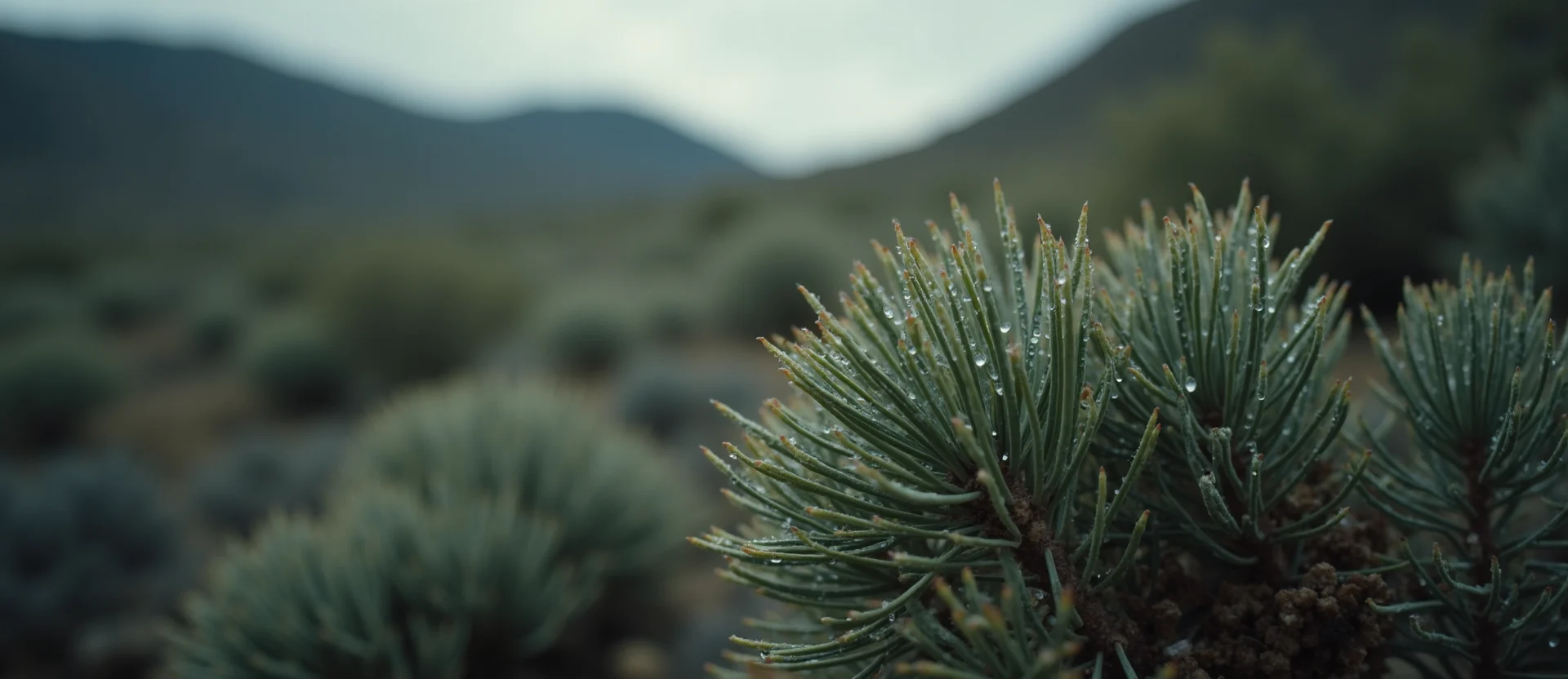 Symbolizing Flow/Cleansing: A local Desert Peach raindrops on desert leaves. - AI Generated
