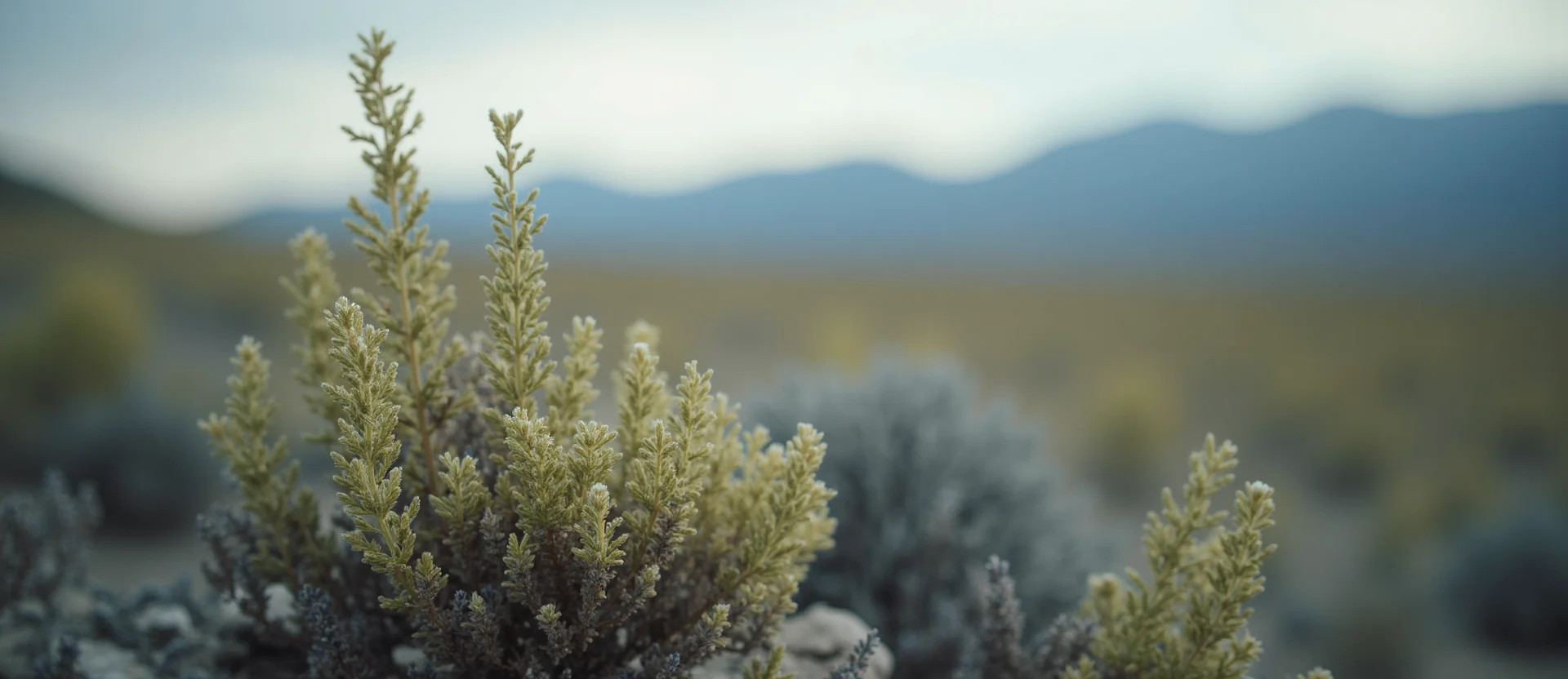 Symbolizing Stability/Peak: A local Rabbitbrush distant Sierra horizon. - AI Generated