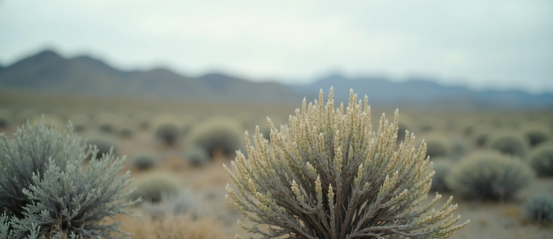 Symbolizing Stability/Peak: A local Rabbitbrush distant Sierra horizon. - AI Generated