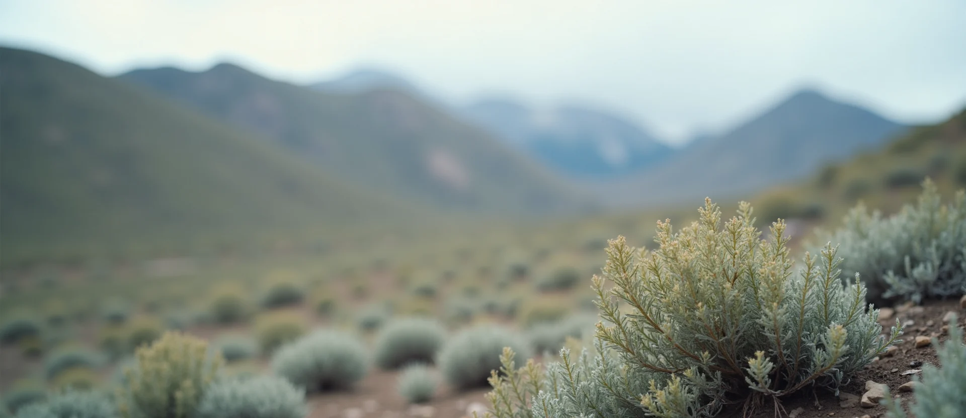 Symbolizing Identity/Local: A local Bitterbrush Mt. Rose foothills. - AI Generated