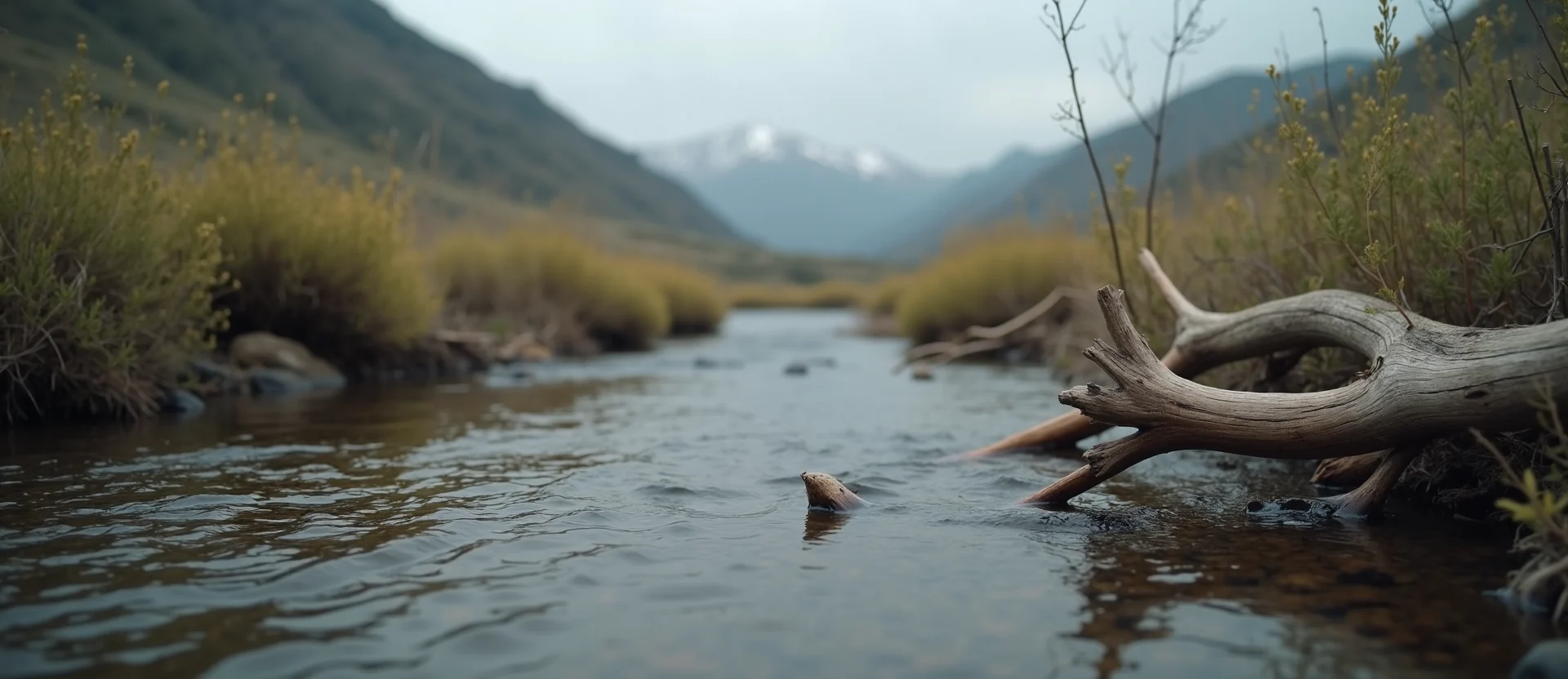 Symbolizing Flow/Cleansing: A local Rabbitbrush clear cold snowmelt stream. - AI Generated