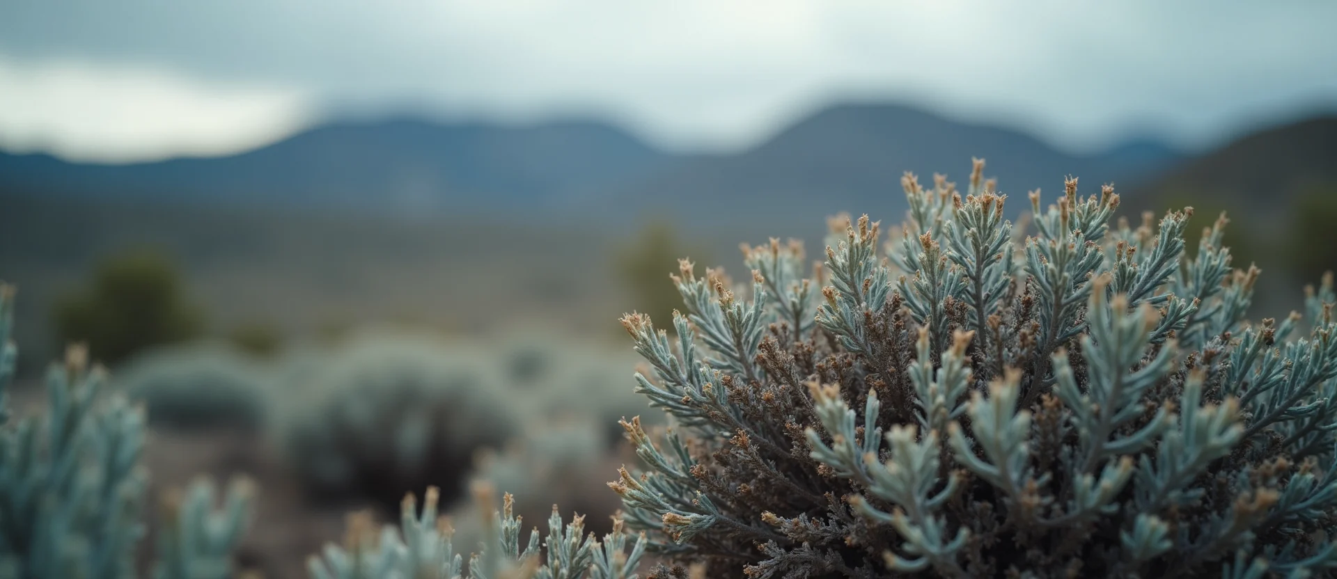 Symbolizing Identity/Local: A local Mountain Mahogany Peavine Mountain silhouette. - AI Generated