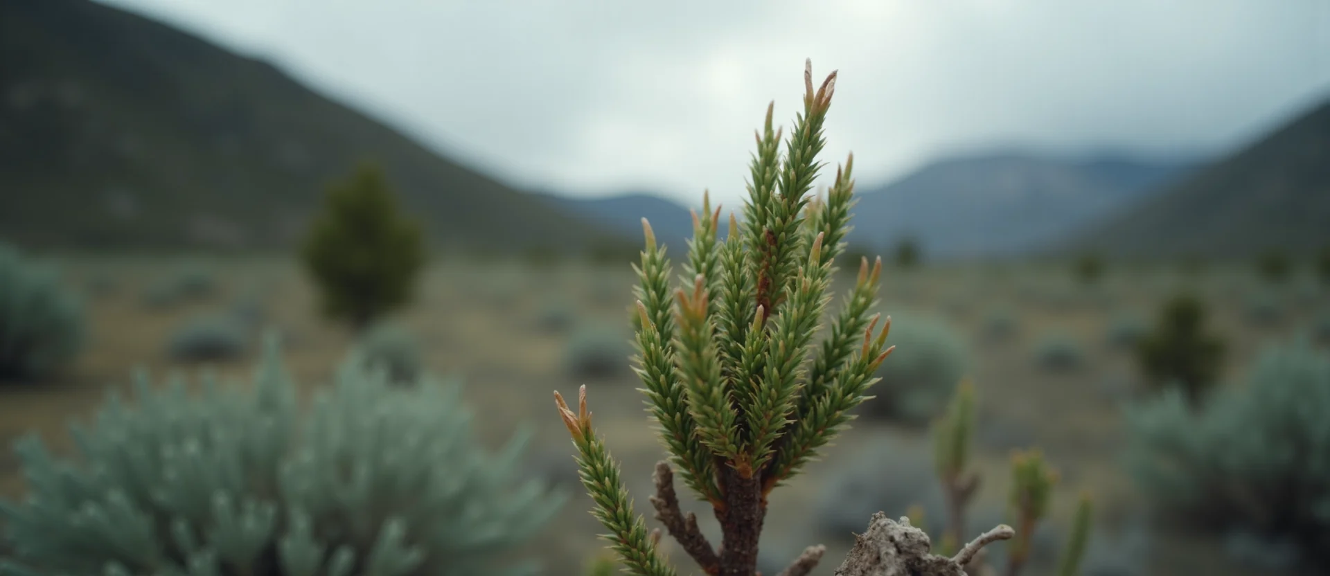 Symbolizing Seed/New Beginning: A local Sagebrush (Artemisia tridentata) new green bud on a branch. - AI Generated