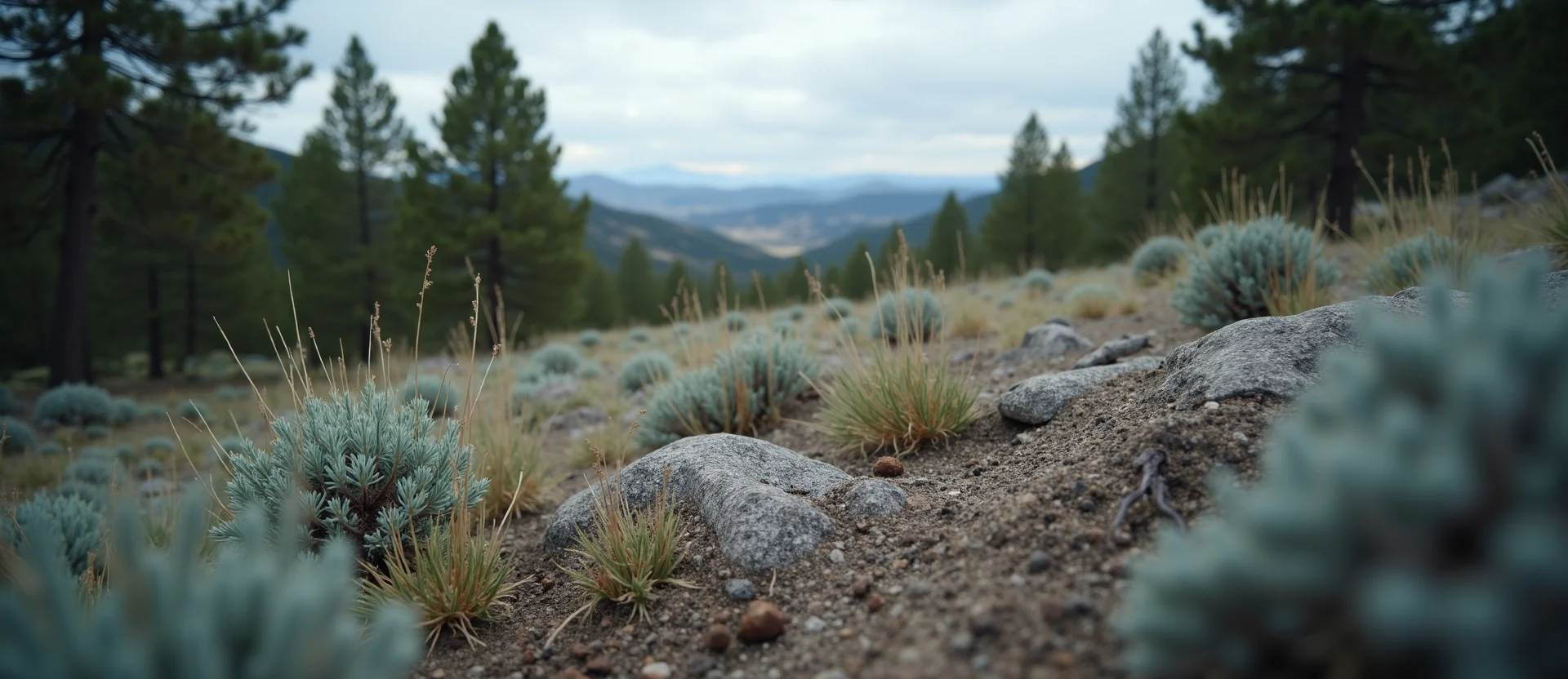 Symbolizing Identity/Local: A local Ponderosa Pine High Desert vista. - AI Generated