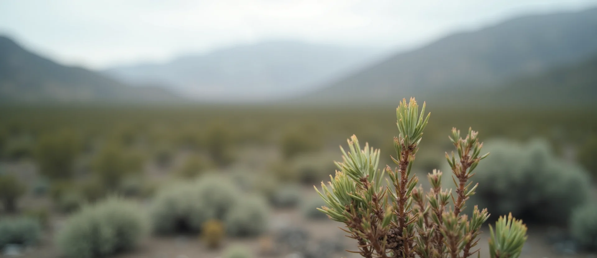 Symbolizing Seed/New Beginning: A local Bitterbrush new green bud on a branch. - AI Generated