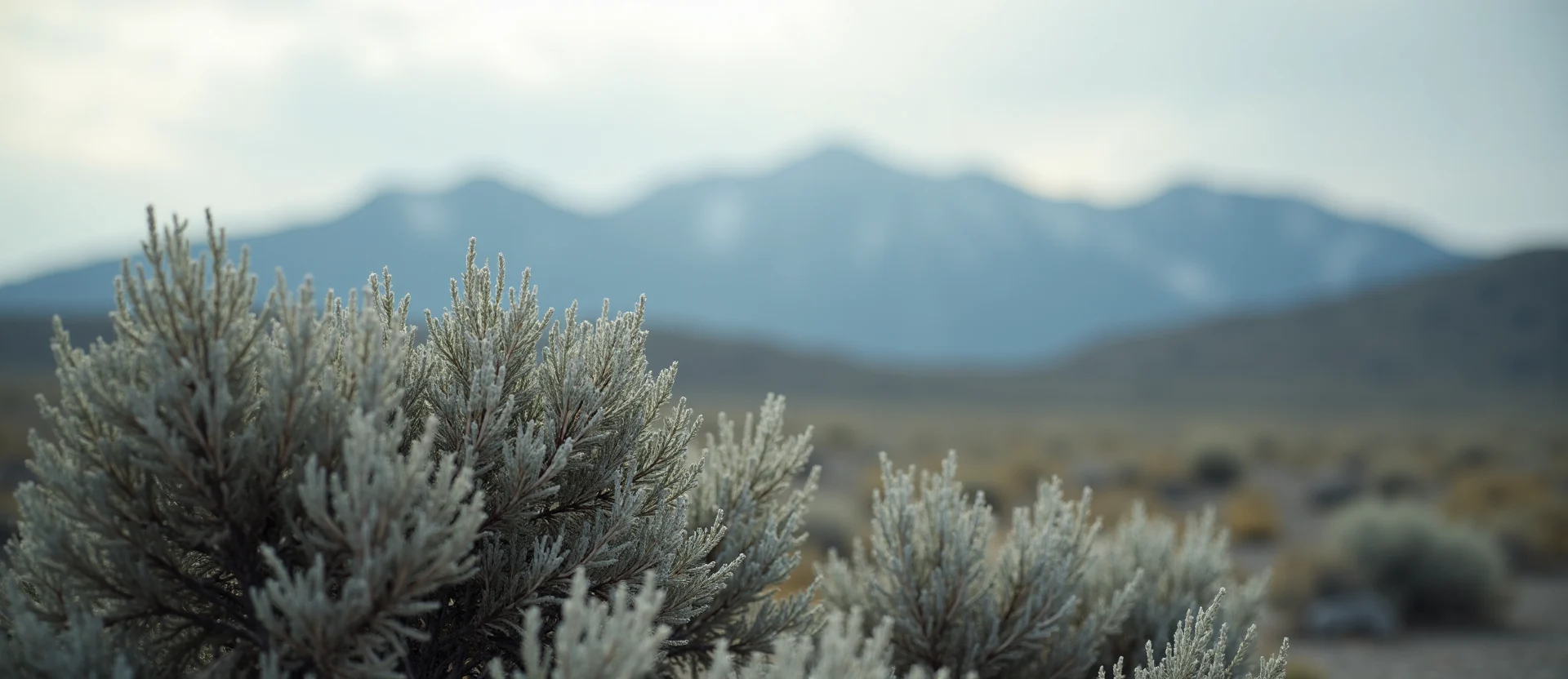 Symbolizing Identity/Local: A local Rabbitbrush Peavine Mountain silhouette. - AI Generated