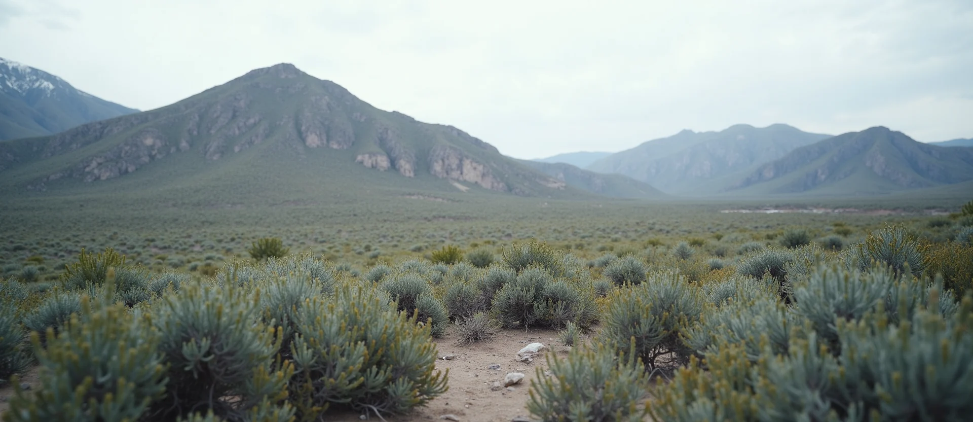 Symbolizing Stability/Peak: A local Rabbitbrush solid mountain ridge. - AI Generated