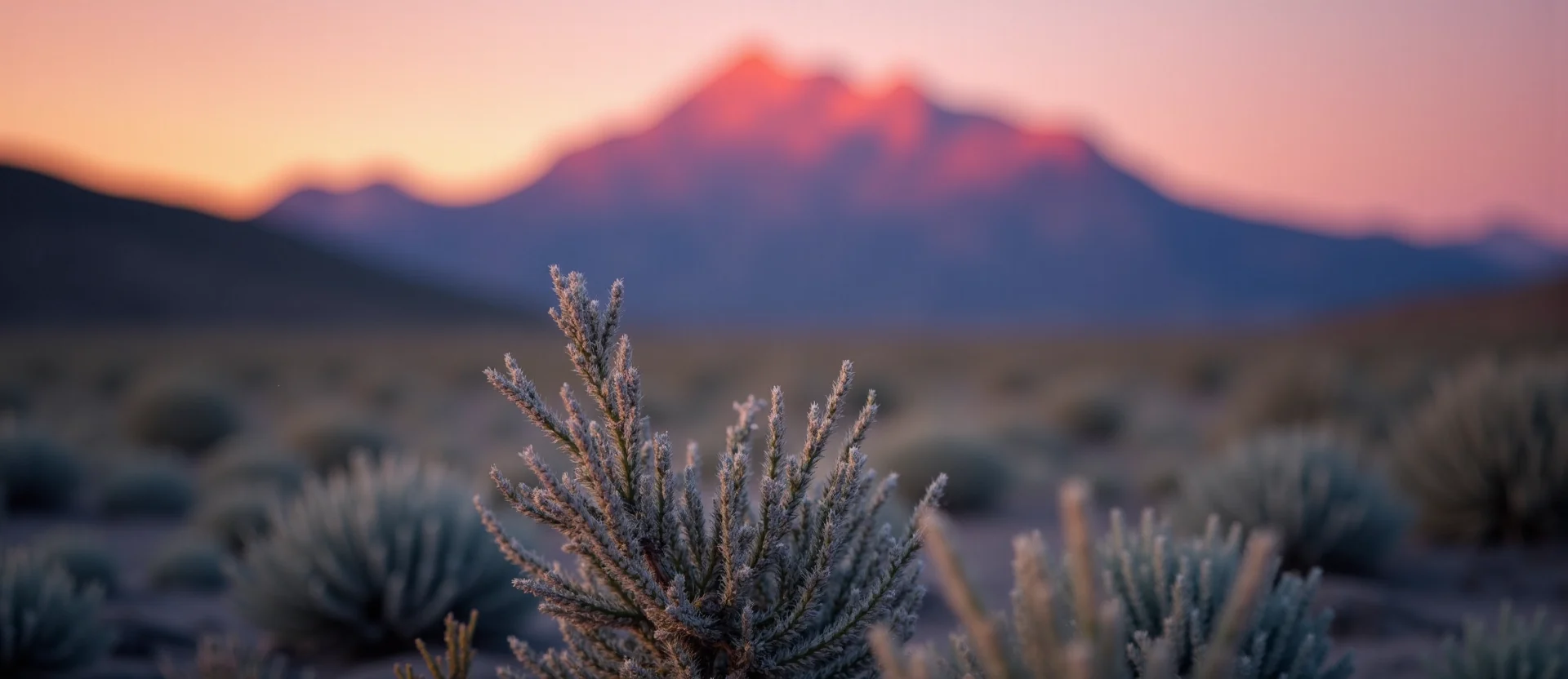 Symbolizing Identity/Local: A local Rabbitbrush Washoe Valley floor. - AI Generated
