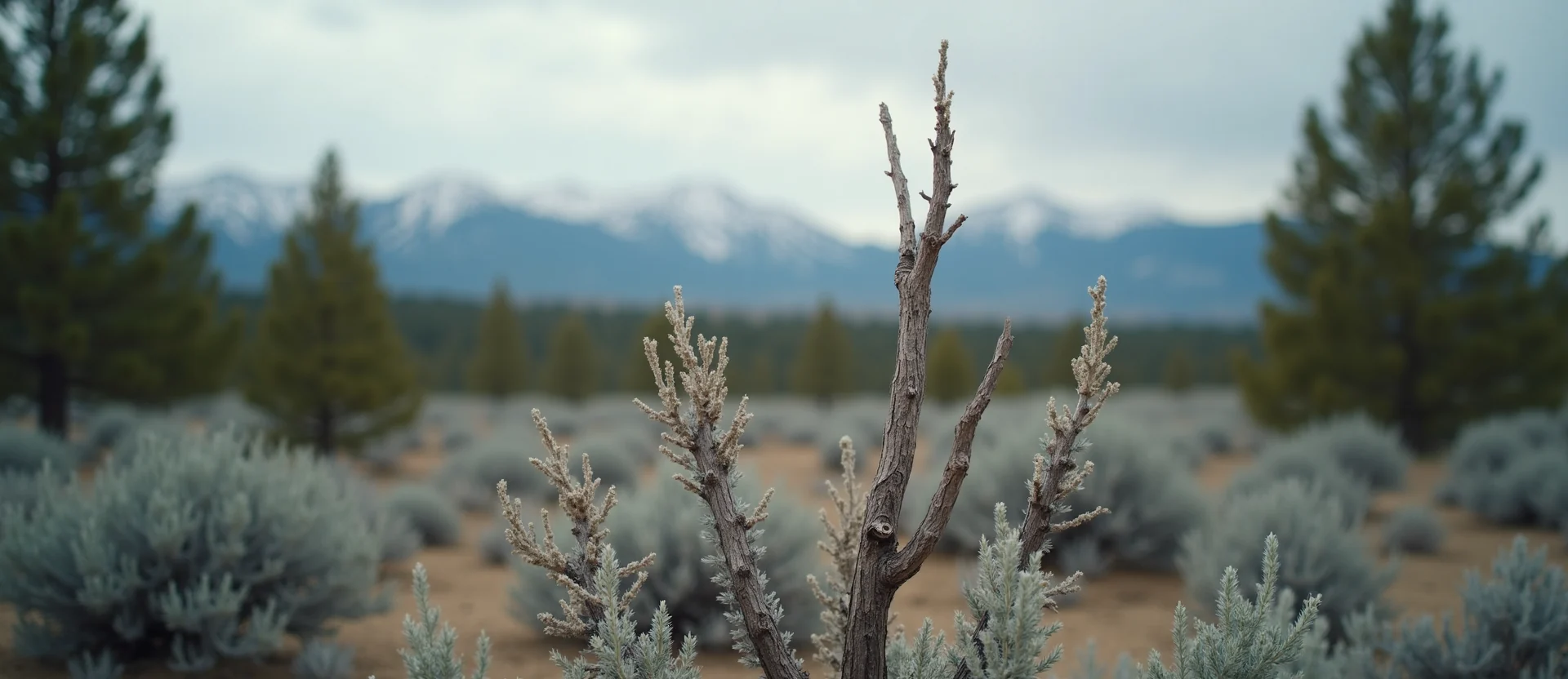Symbolizing Growth/Resilience: A local Ponderosa Pine new branch reaching for the sky. - AI Generated