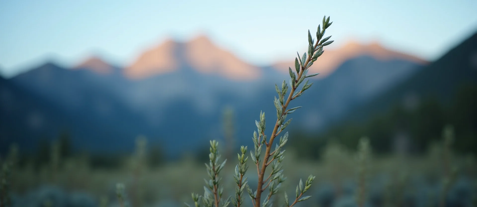 Symbolizing Growth/Resilience: A local Bitterbrush new branch reaching for the sky. - AI Generated
