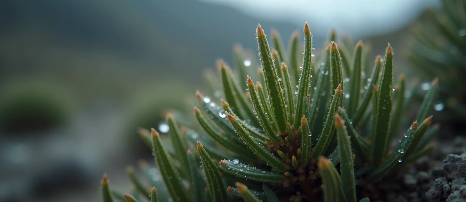 Symbolizing Flow/Cleansing: A local Indian Paintbrush raindrops on desert leaves. - AI Generated
