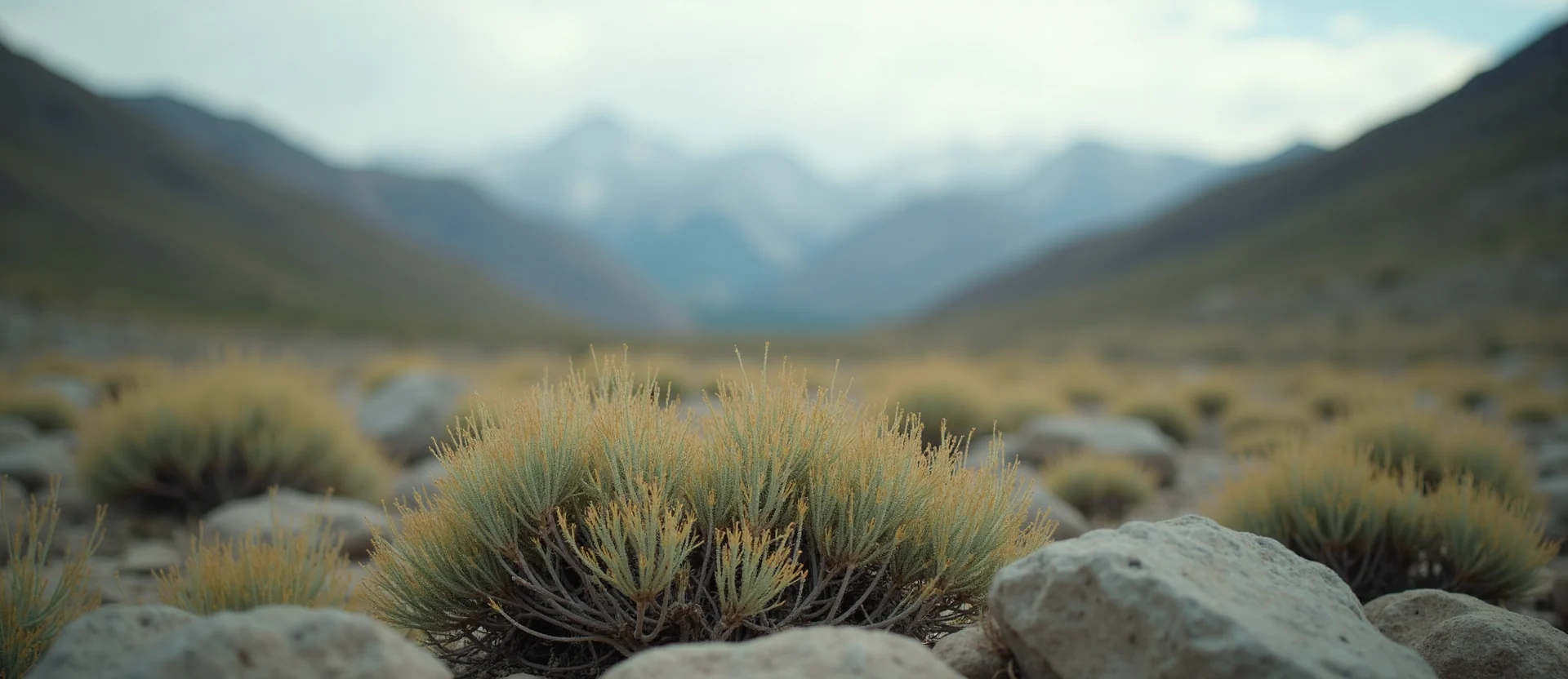 Symbolizing Identity/Local: A local Rabbitbrush Mt. Rose foothills. - AI Generated