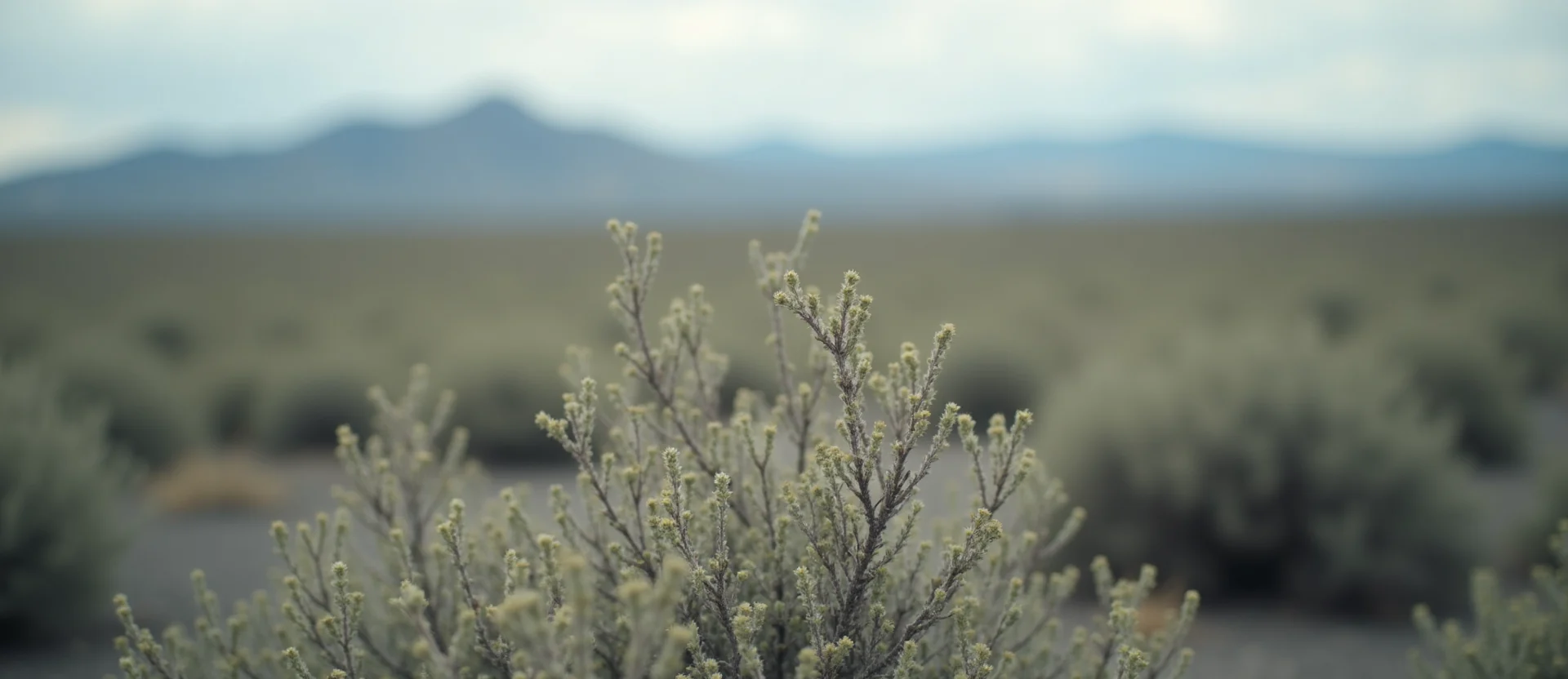 Symbolizing Stability/Peak: A local Sagebrush (Artemisia tridentata) distant Sierra horizon. - AI Generated
