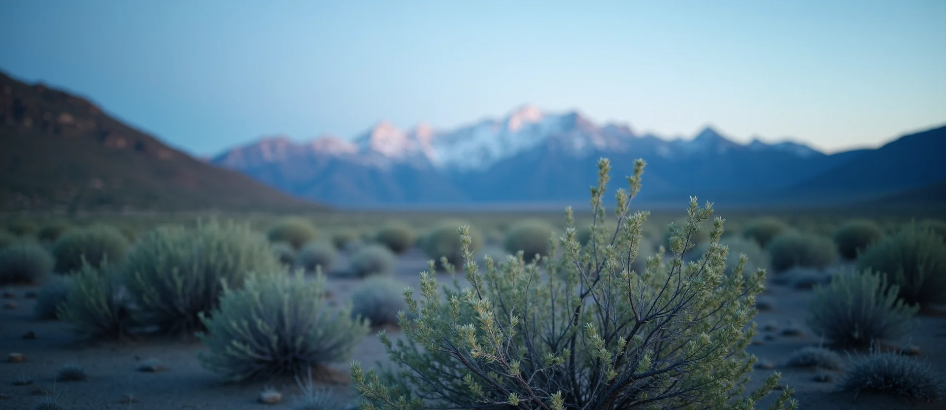 Symbolizing Identity/Local: A local Rabbitbrush High Desert vista. - AI Generated
