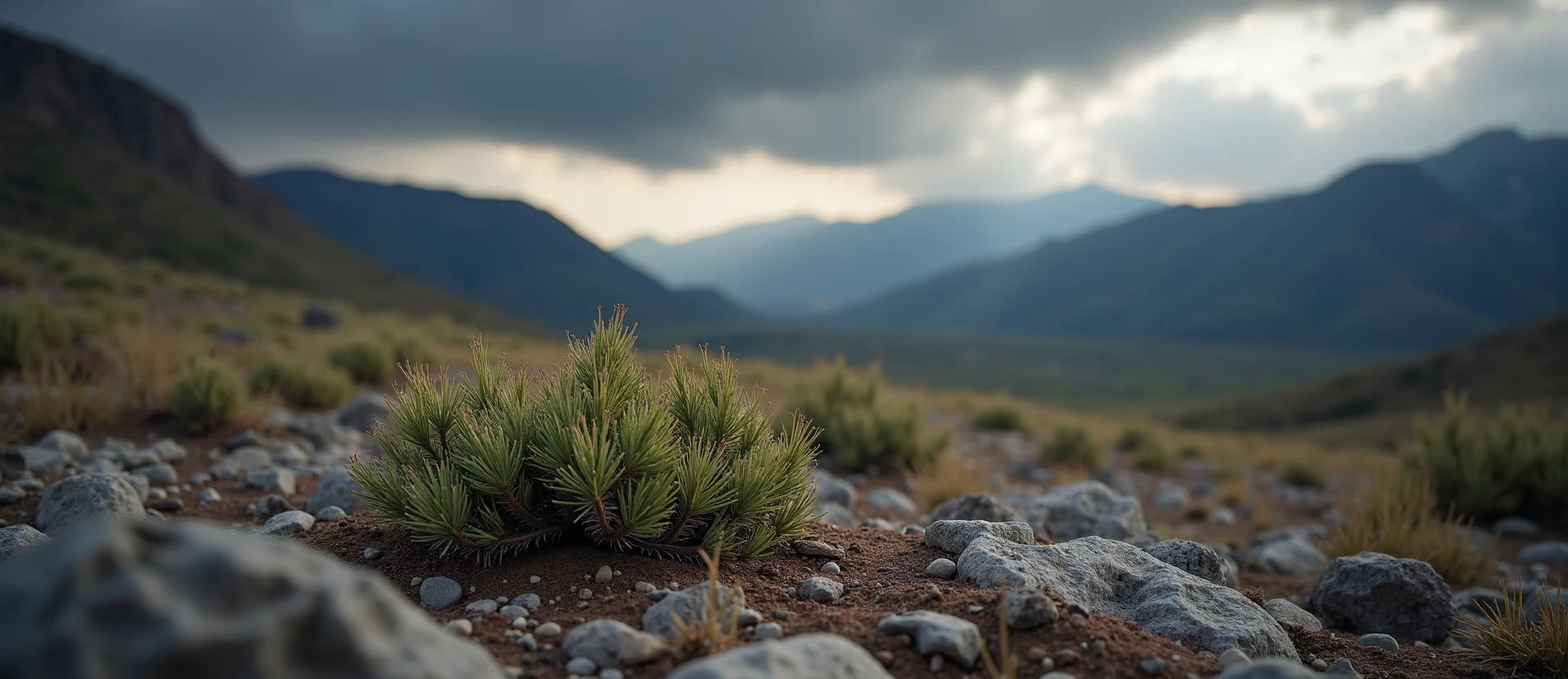 Symbolizing Seed/New Beginning: A local Bitterbrush single pine seed on dry earth. - AI Generated