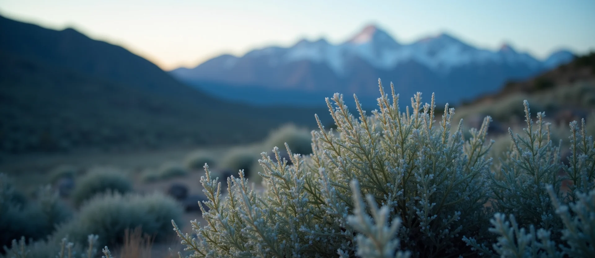 Symbolizing Identity/Local: A local Sagebrush (Artemisia tridentata) Peavine Mountain silhouette. - AI Generated