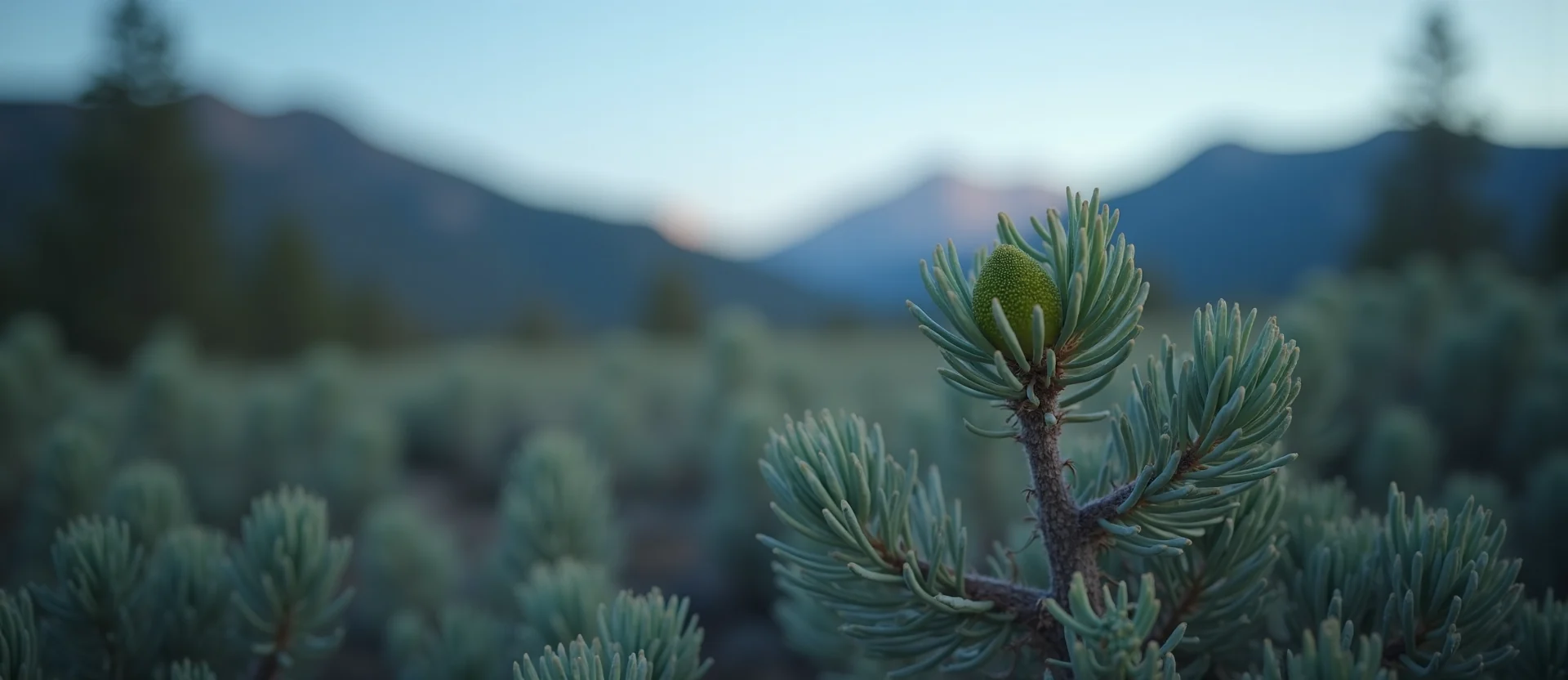 Symbolizing Seed/New Beginning: A local Sagebrush (Artemisia tridentata) new green bud on a branch. - AI Generated