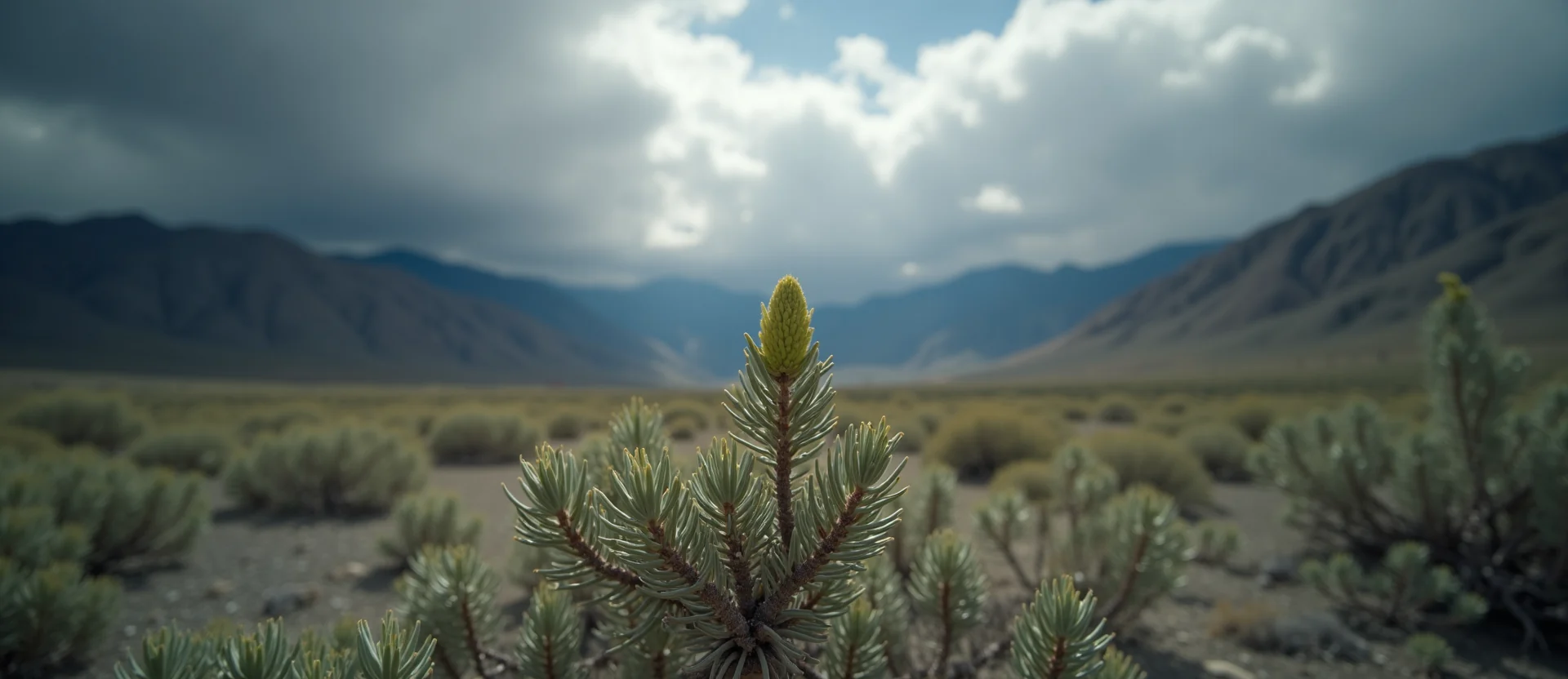 Symbolizing Seed/New Beginning: A local Sagebrush (Artemisia tridentata) new green bud on a branch. - AI Generated