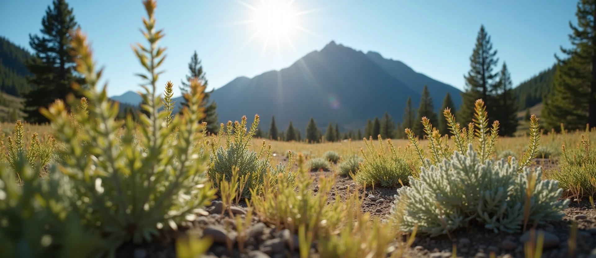 Symbolizing Stability/Peak: A local Indian Paintbrush solid mountain ridge. - AI Generated