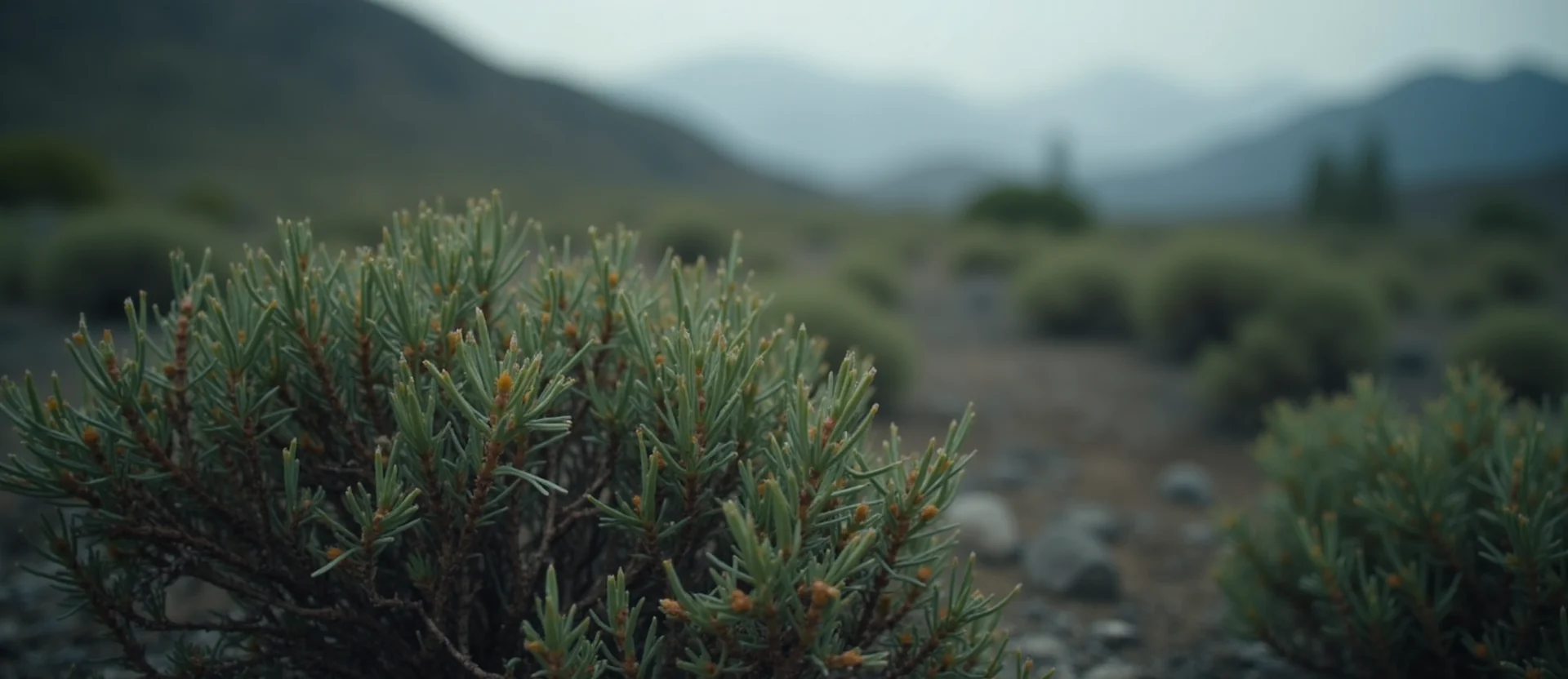 Symbolizing Flow/Cleansing: A local Rabbitbrush raindrops on desert leaves. - AI Generated