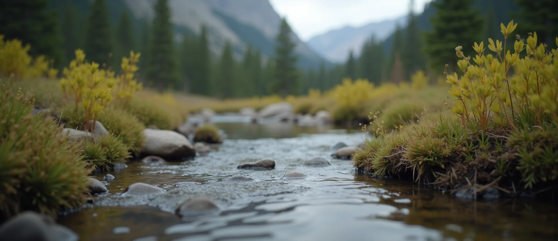Symbolizing Flow/Cleansing: A local Ponderosa Pine clear cold snowmelt stream. - AI Generated
