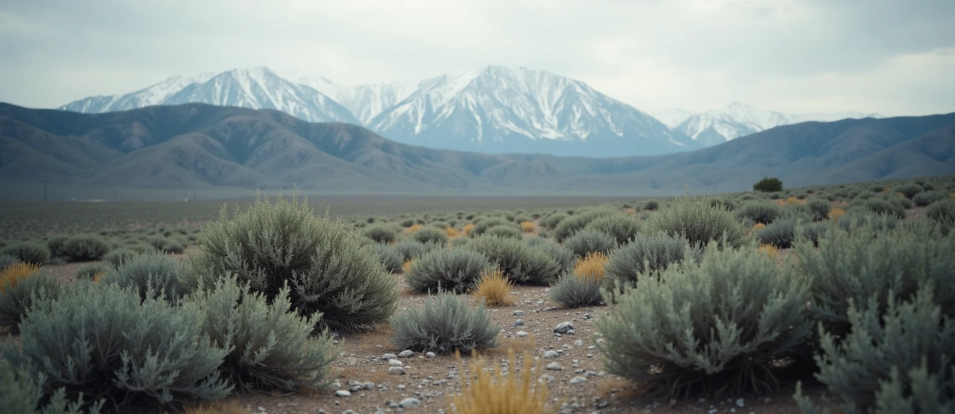 Symbolizing Identity/Local: A local Sierra Juniper Peavine Mountain silhouette. - AI Generated