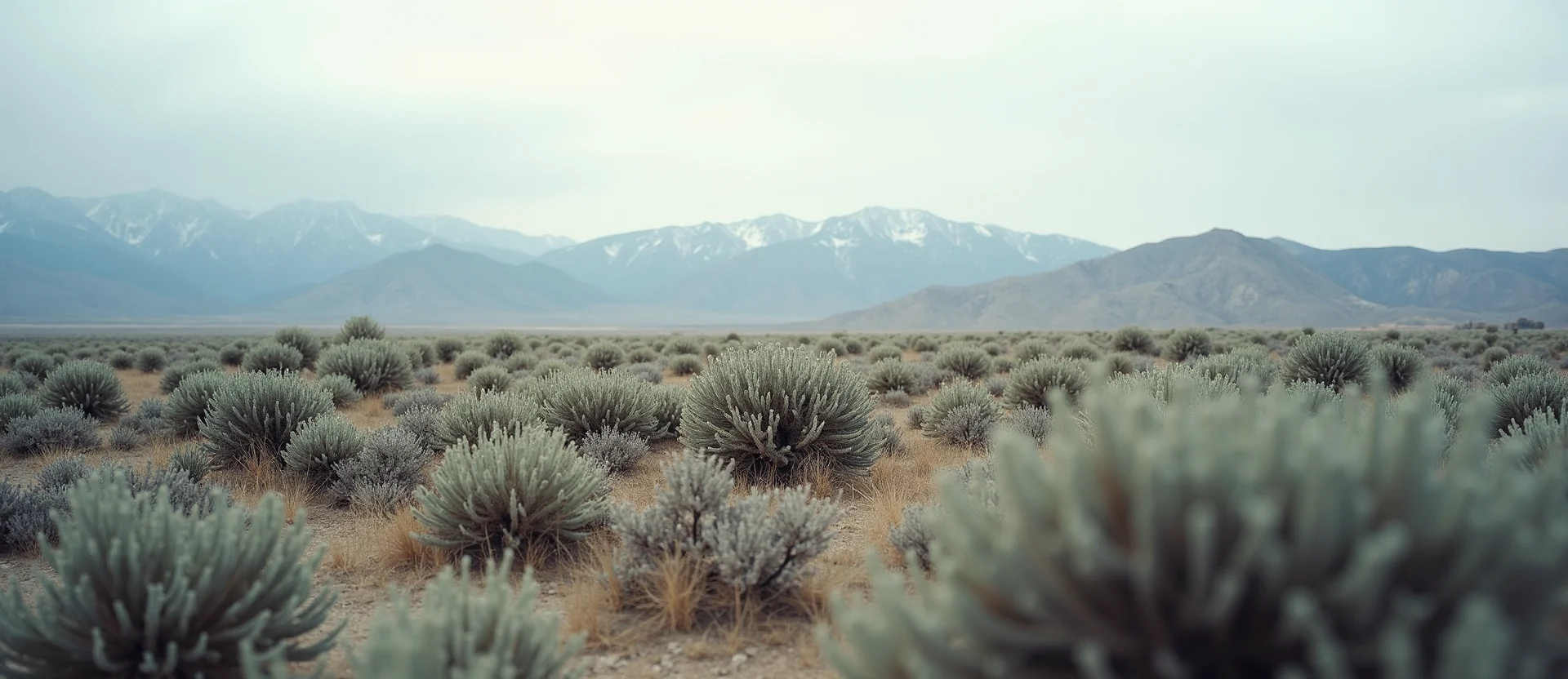 Symbolizing Stability/Peak: A local Sierra Juniper distant Sierra horizon. - AI Generated