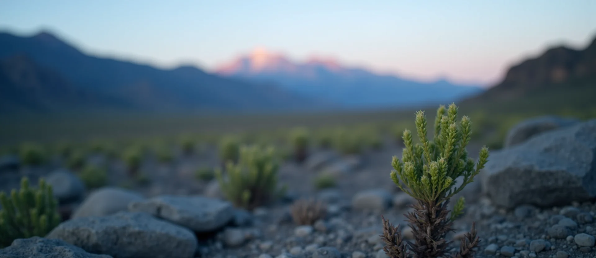 Symbolizing Seed/New Beginning: A local Indian Paintbrush new green bud on a branch. - AI Generated