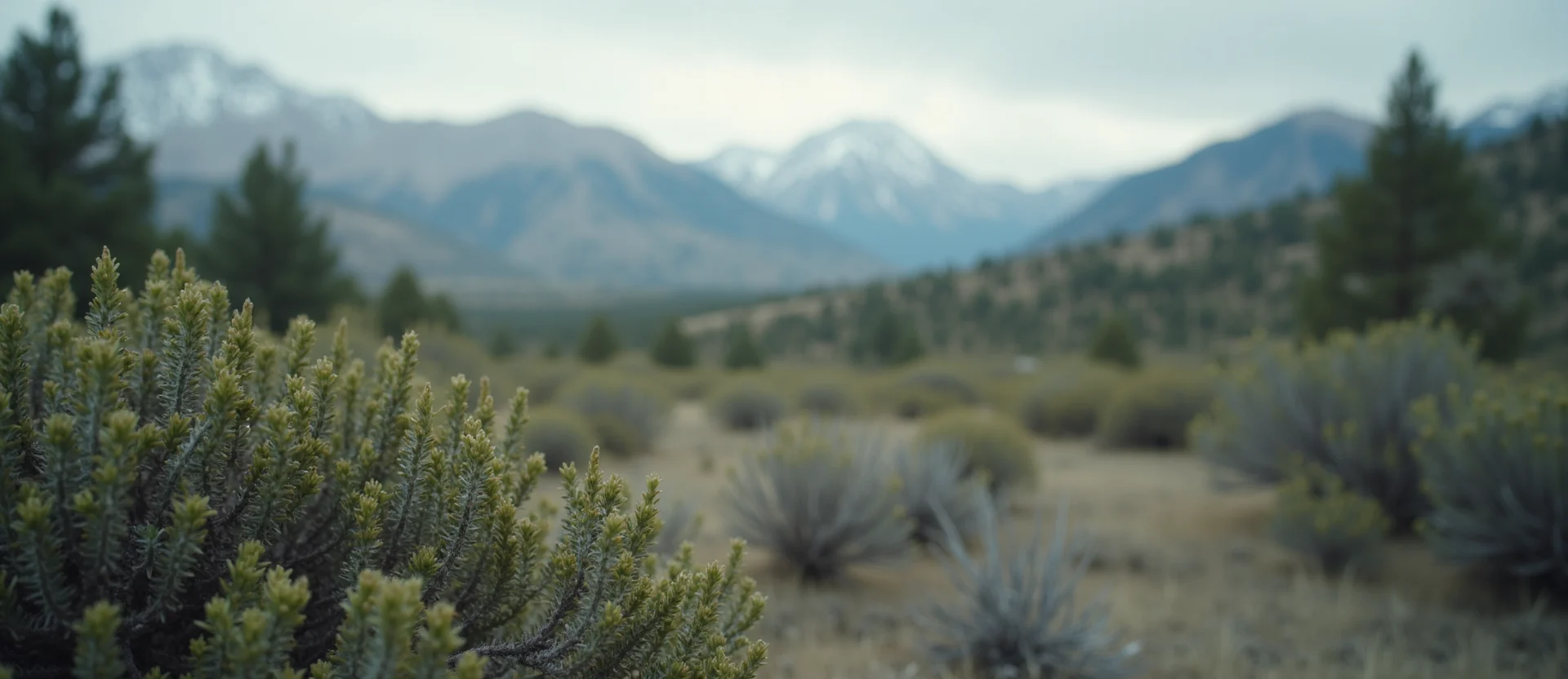 Symbolizing Stability/Peak: A local Quaking Aspen distant Sierra horizon. - AI Generated