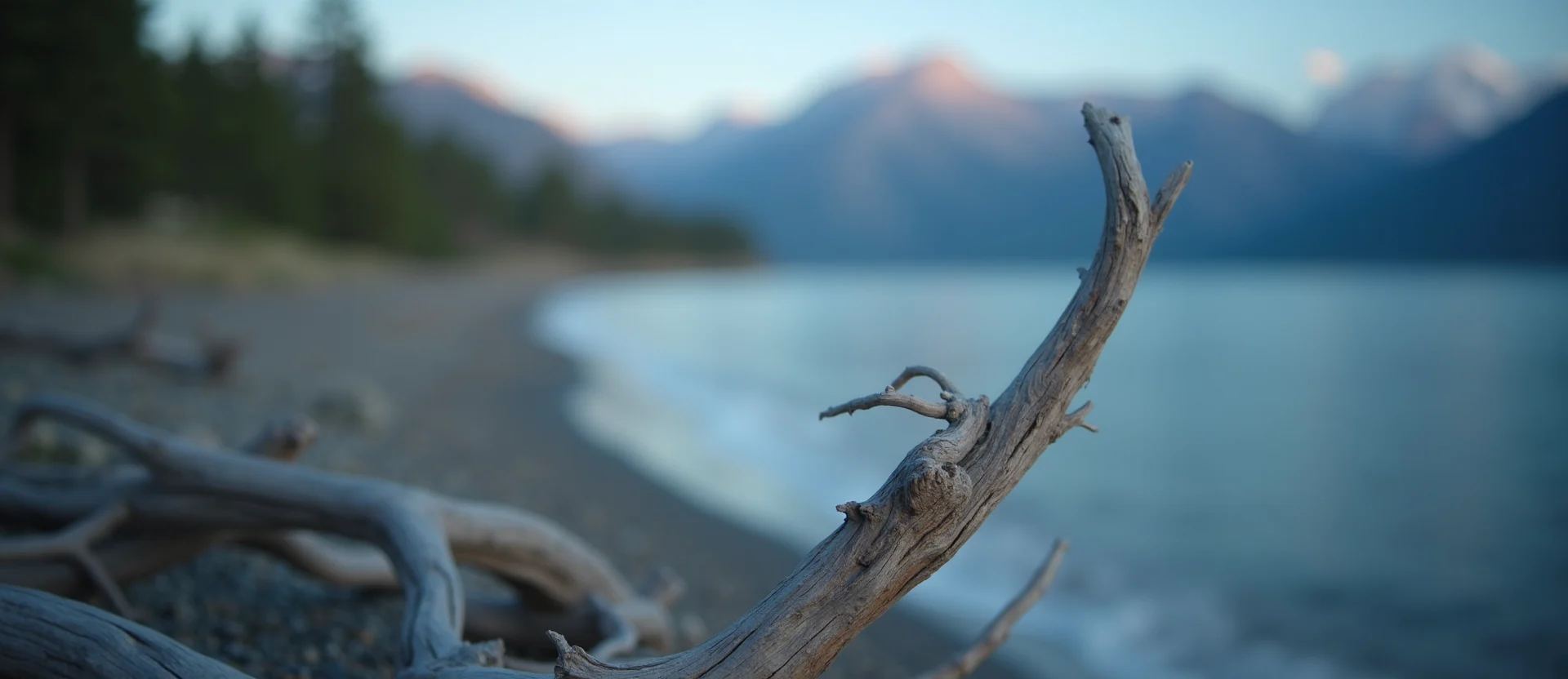 Symbolizing Growth/Resilience: A local Sierra Juniper new branch reaching for the sky. - AI Generated
