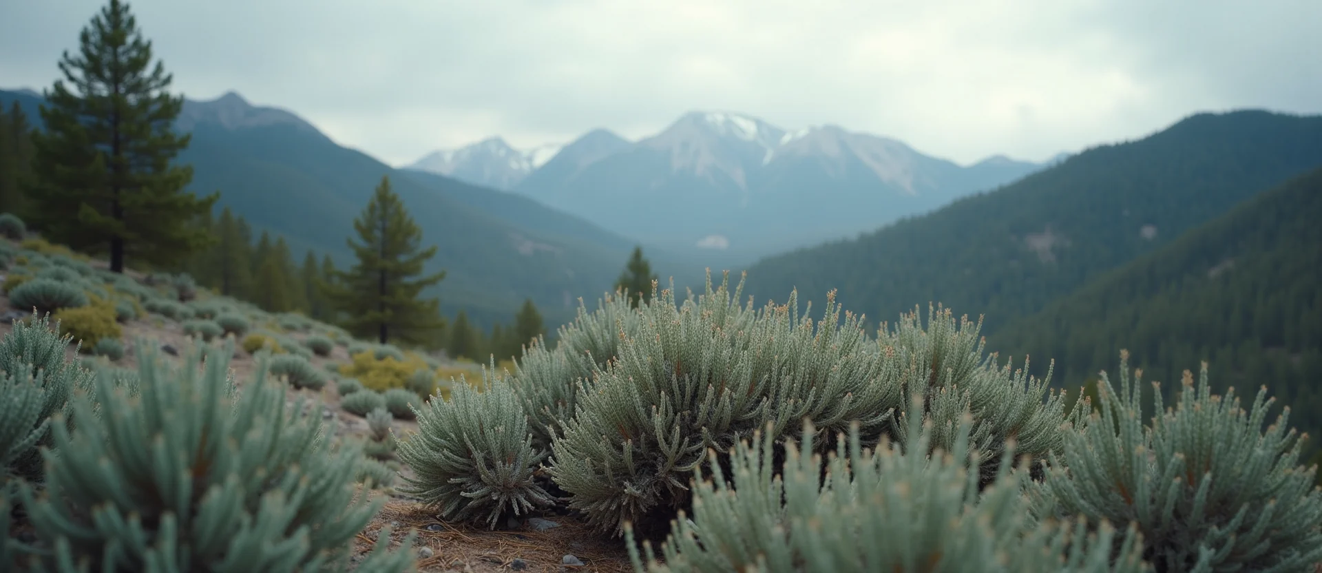 Symbolizing Identity/Local: A local Mountain Mahogany Sierra Nevada skyline. - AI Generated