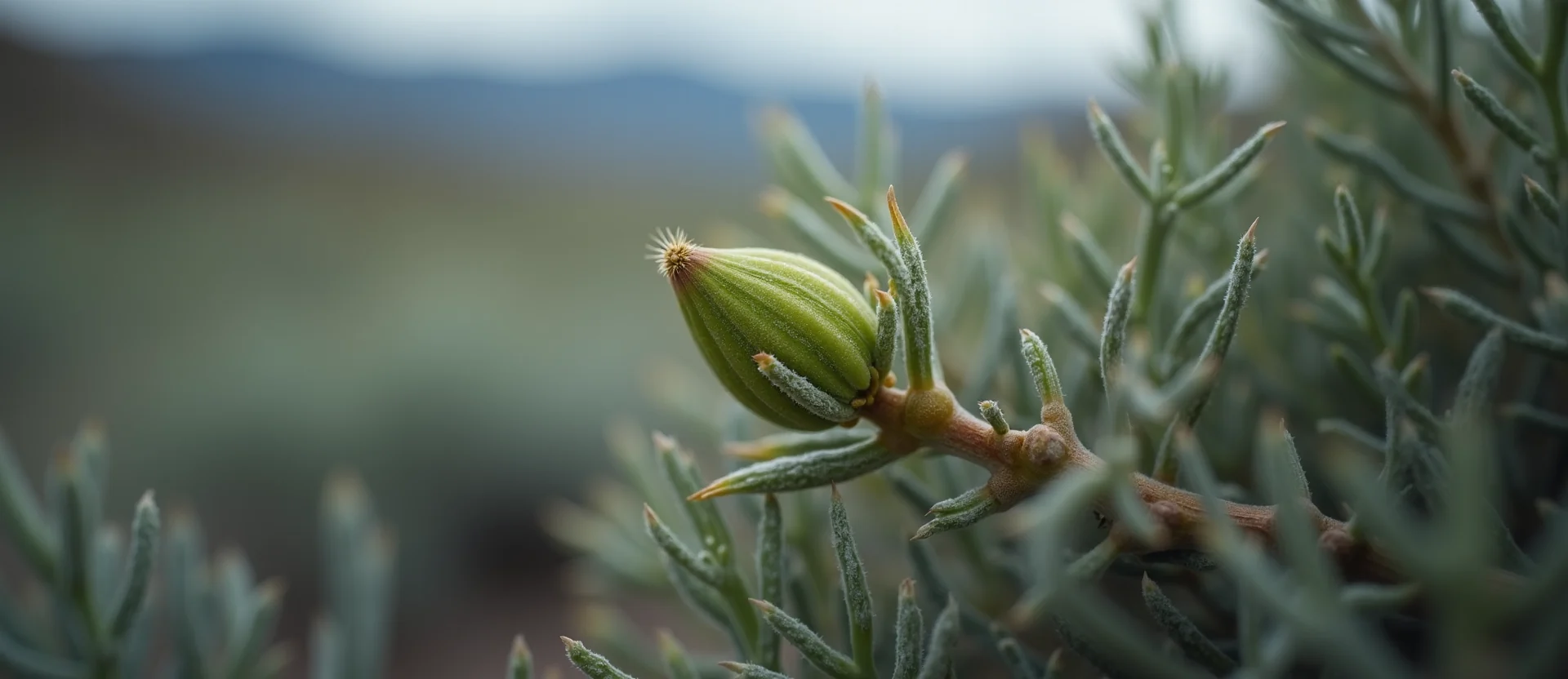 Symbolizing Seed/New Beginning: A local Sagebrush (Artemisia tridentata) new green bud on a branch. - AI Generated