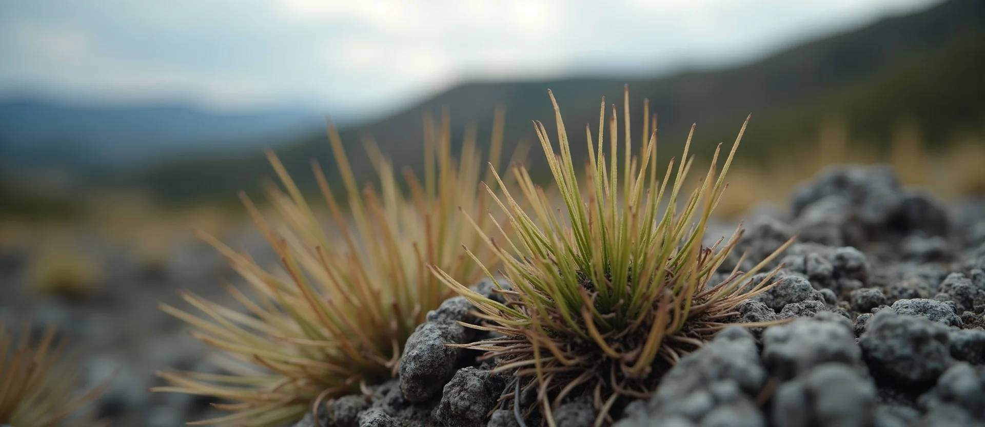 Symbolizing Seed/New Beginning: A local Bitterbrush sprouting sagebrush seedling. - AI Generated