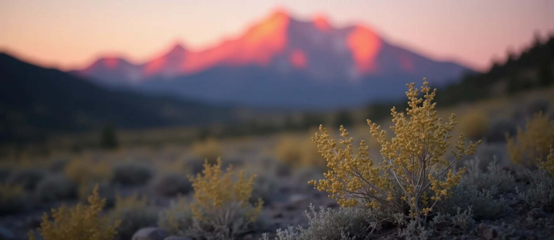 Symbolizing Identity/Local: A local Bitterbrush Mt. Rose foothills. - AI Generated