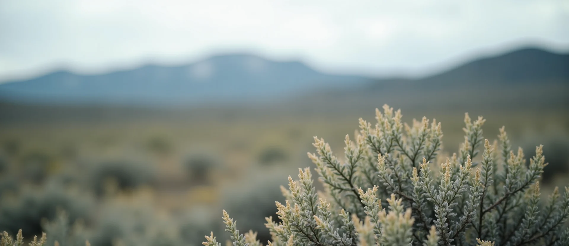 Symbolizing Identity/Local: A local Sagebrush (Artemisia tridentata) Sierra Nevada skyline. - AI Generated